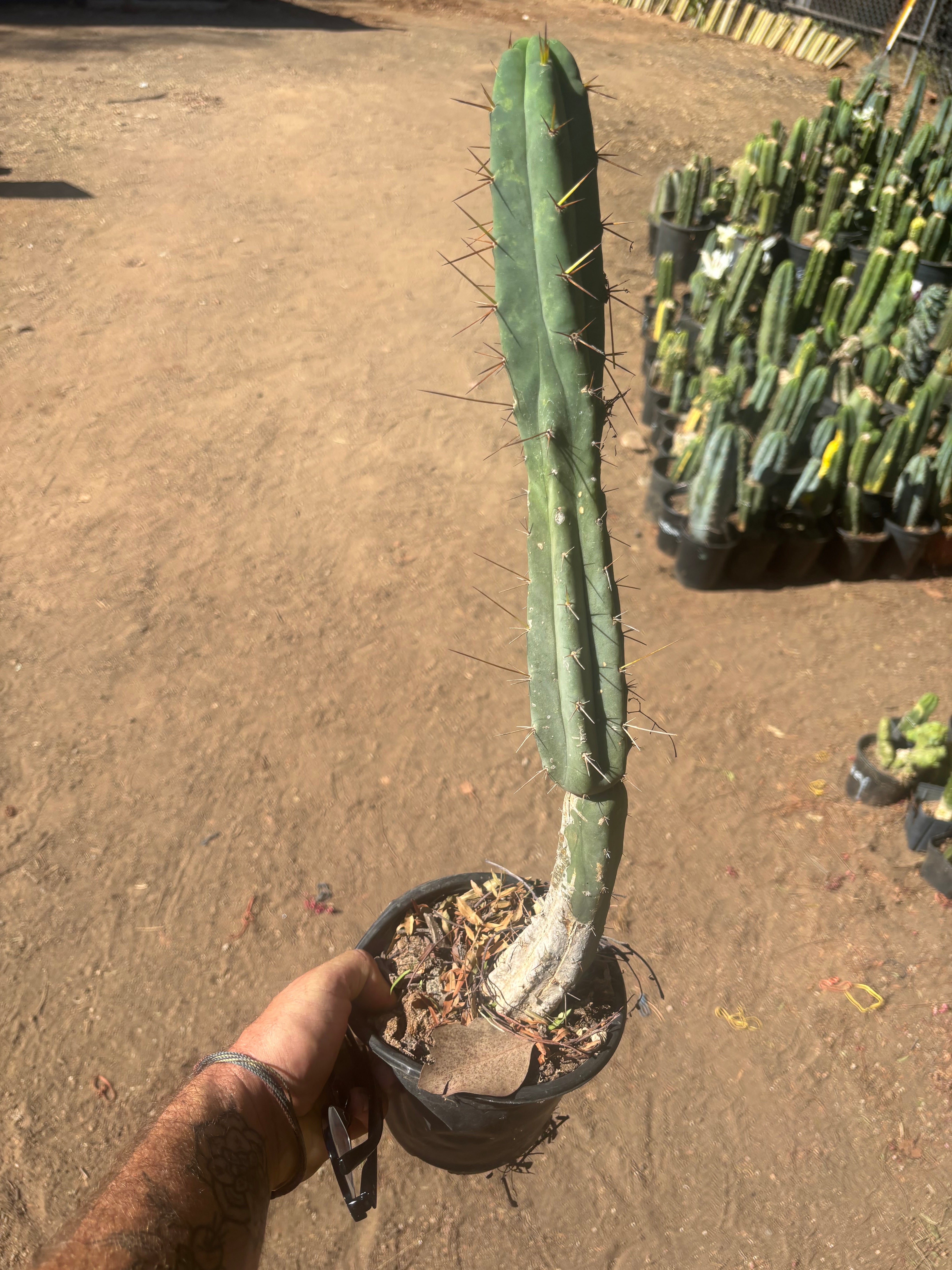 👑🌶️🌶️ Dulzura — Rooted 18”