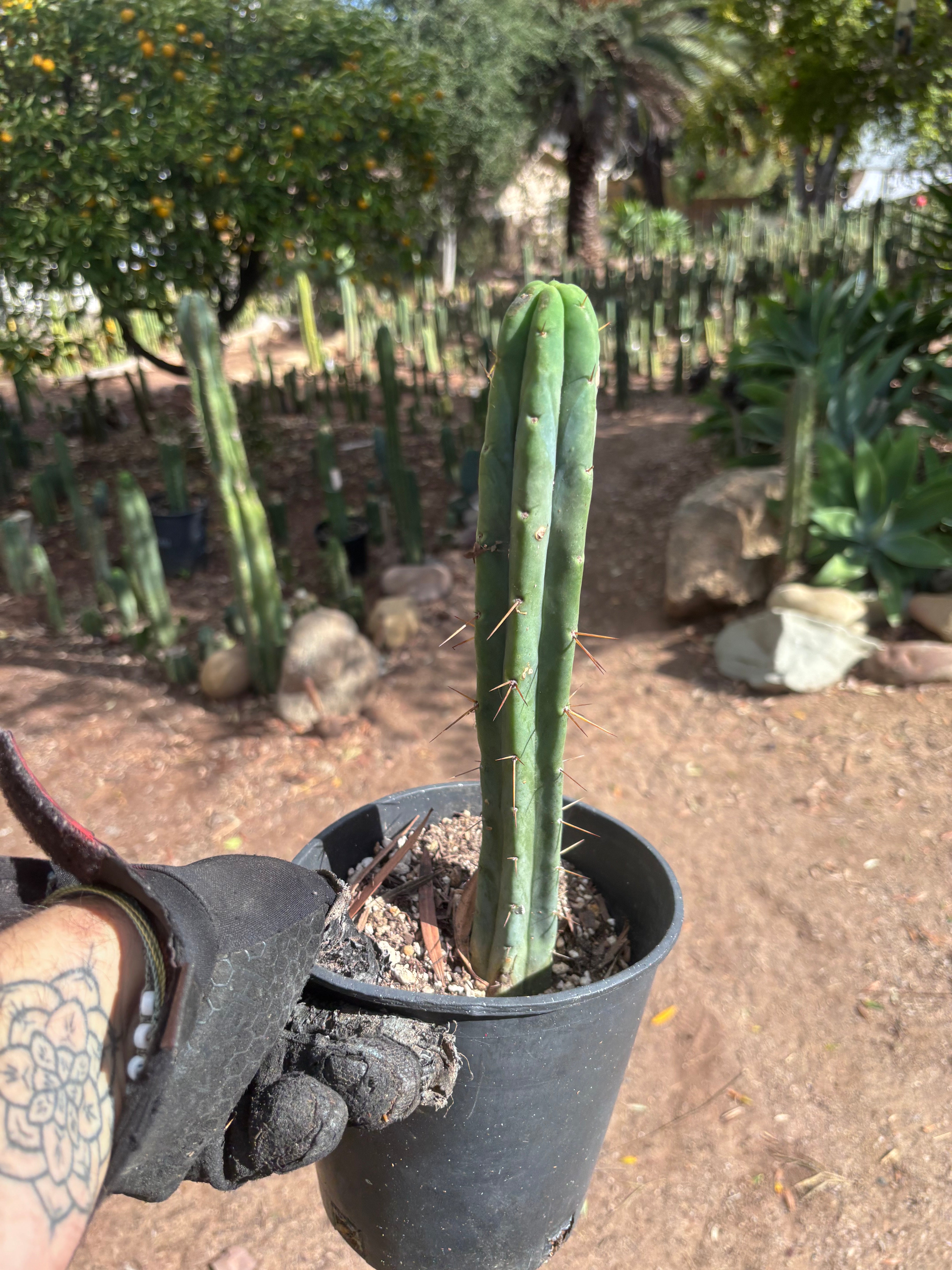 👑🌶️🌶️  Jiimz Twin Spine — *Rooted* 13” Tip