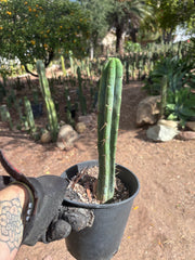 👑🌶️🌶️  Jiimz Twin Spine — *Rooted* 13” Tip