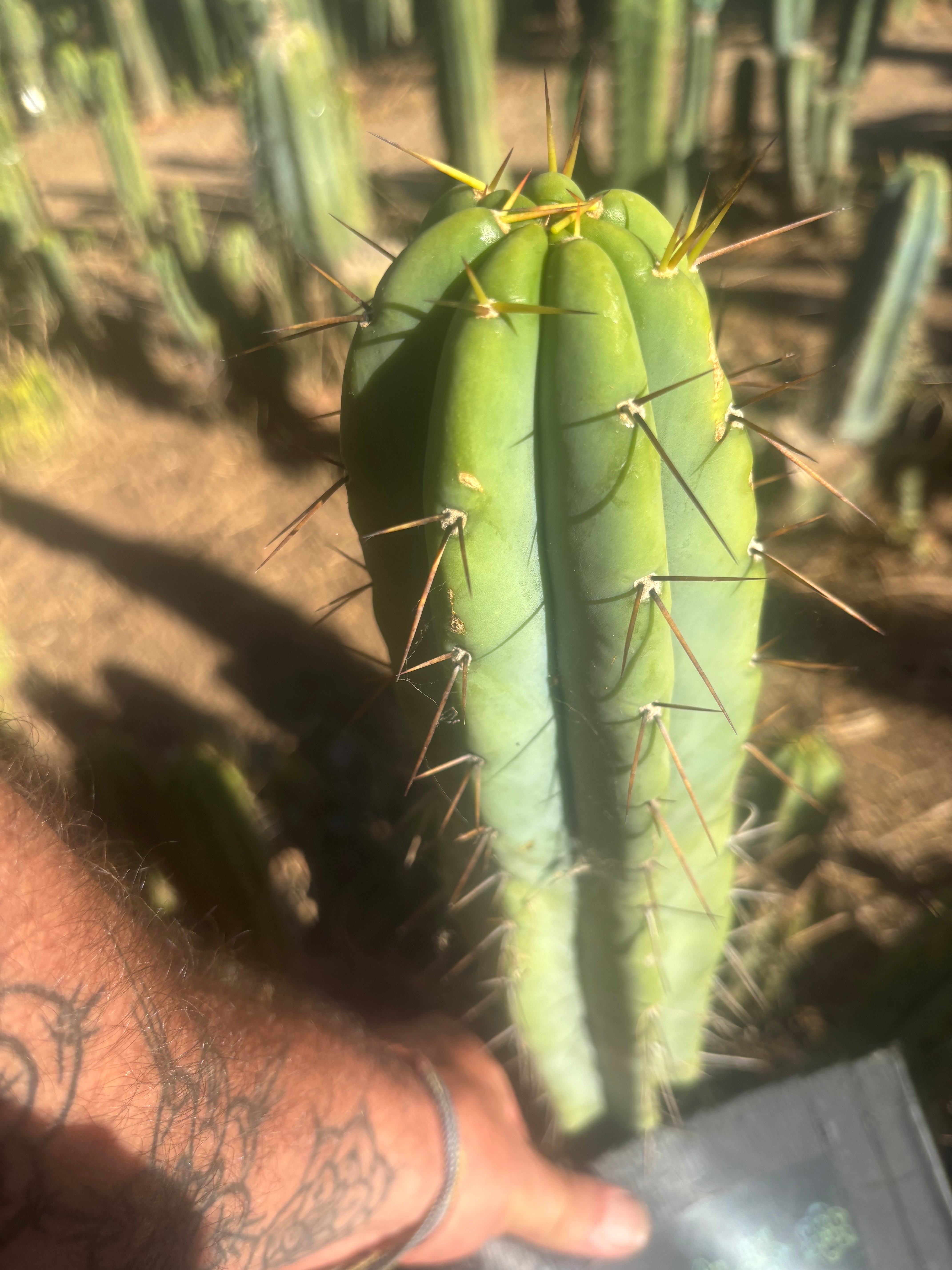 👑🌶️ CA1 Sherman — XL 14” Tip
