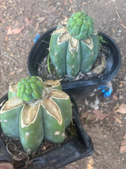 💎👑💎 Havran — Pup Grafts on Rooted Shine01 (Two Ready to Ship)