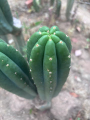 👑🌶️ Hugh — XL 14” Tip