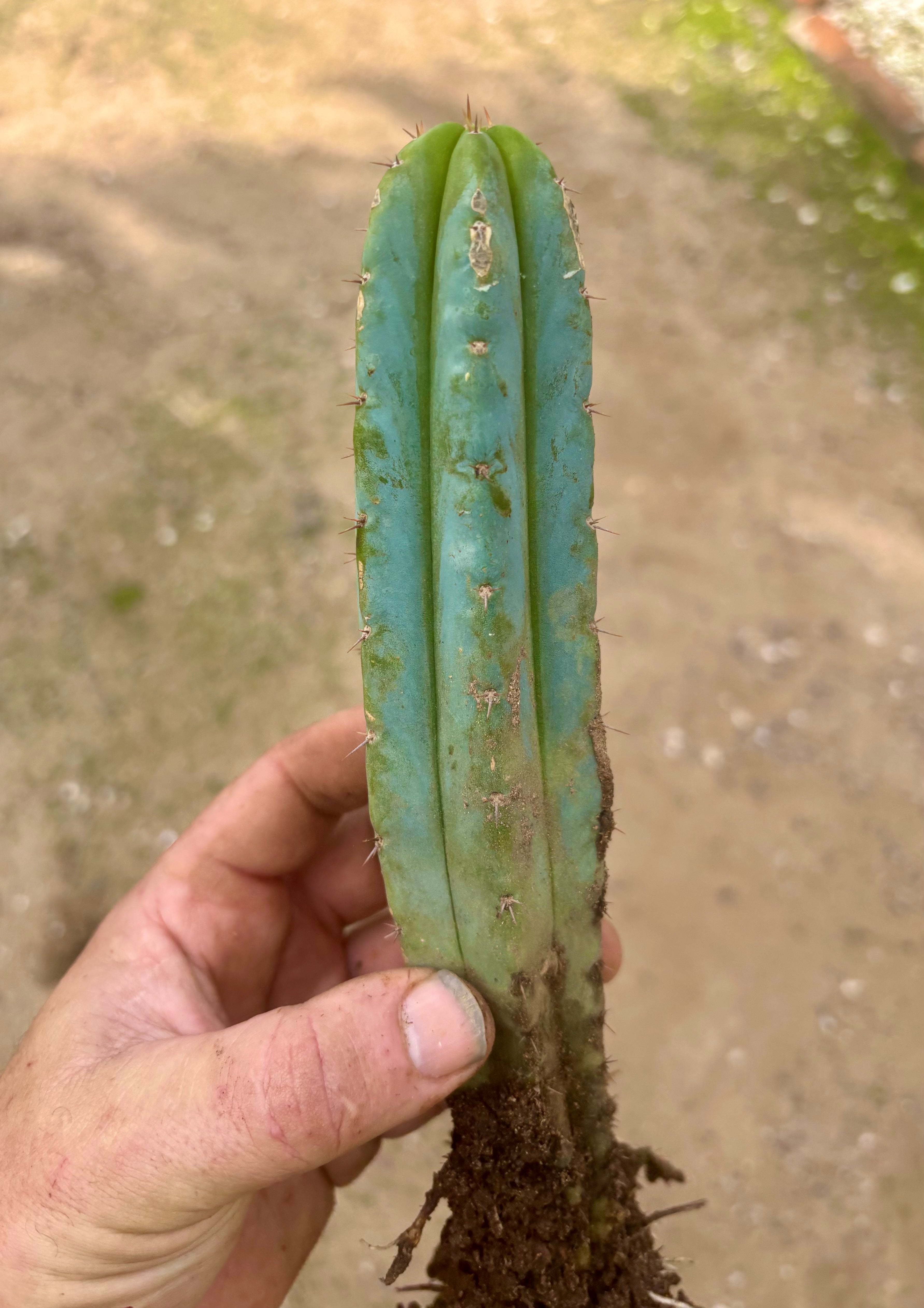 👑🌶️🌶️ Pala! — ROOTED 11” Tip