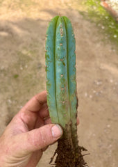 👑🌶️🌶️ Pala! — ROOTED 11” Tip