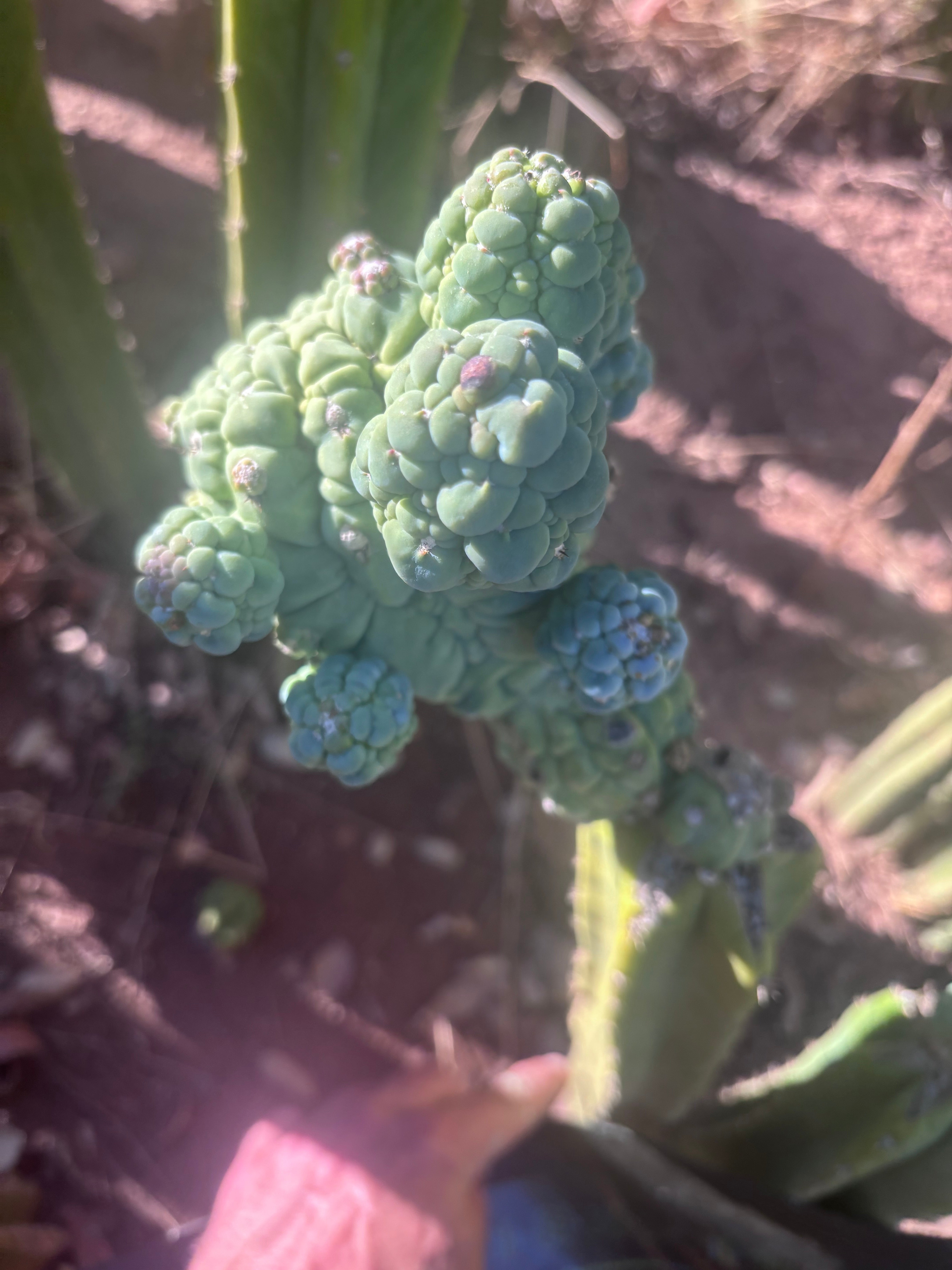 💎👑💎 Glorp — Another XL Pupsplosion Graft