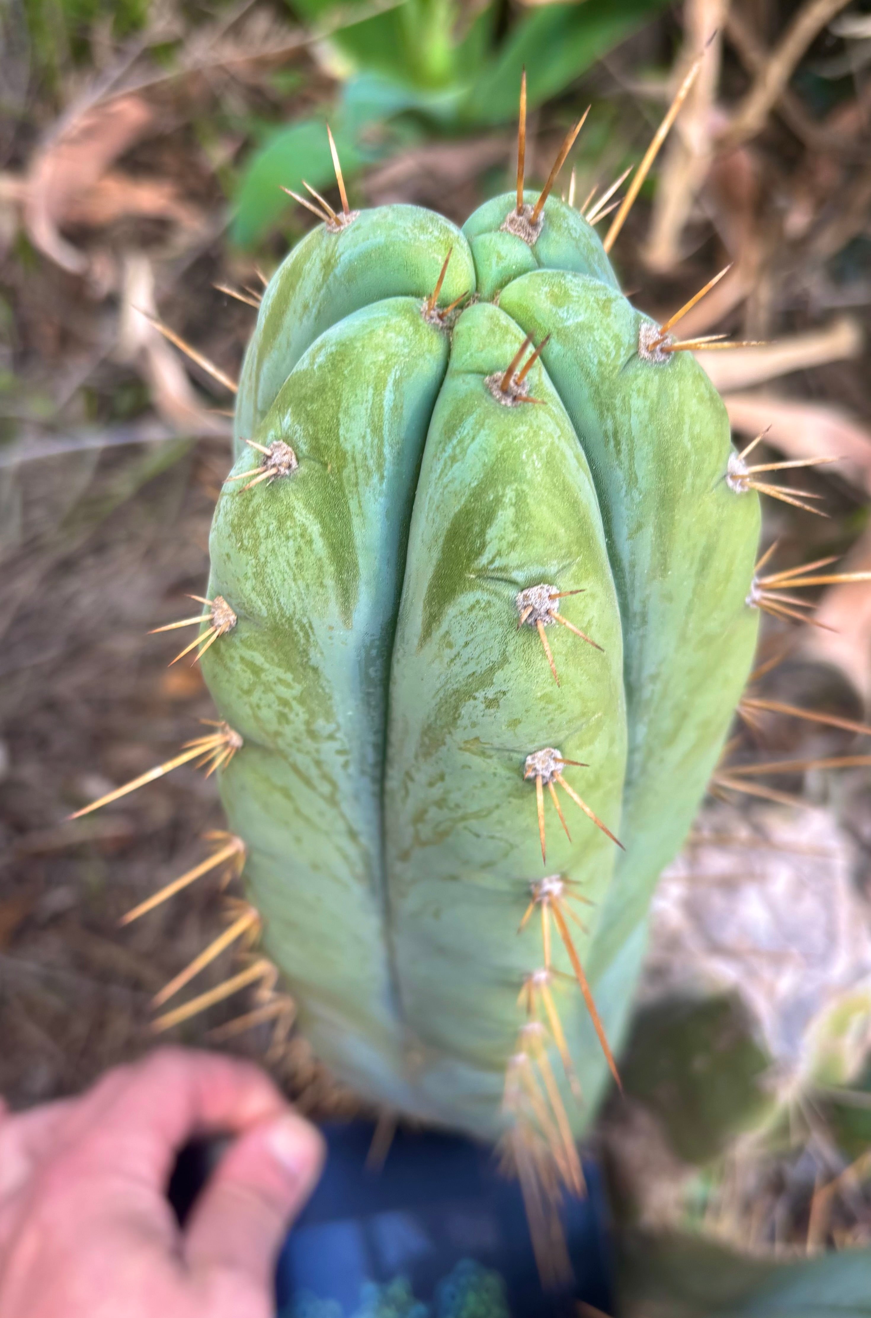 👑 Lotusland Huanu —  Fat 12” Pup