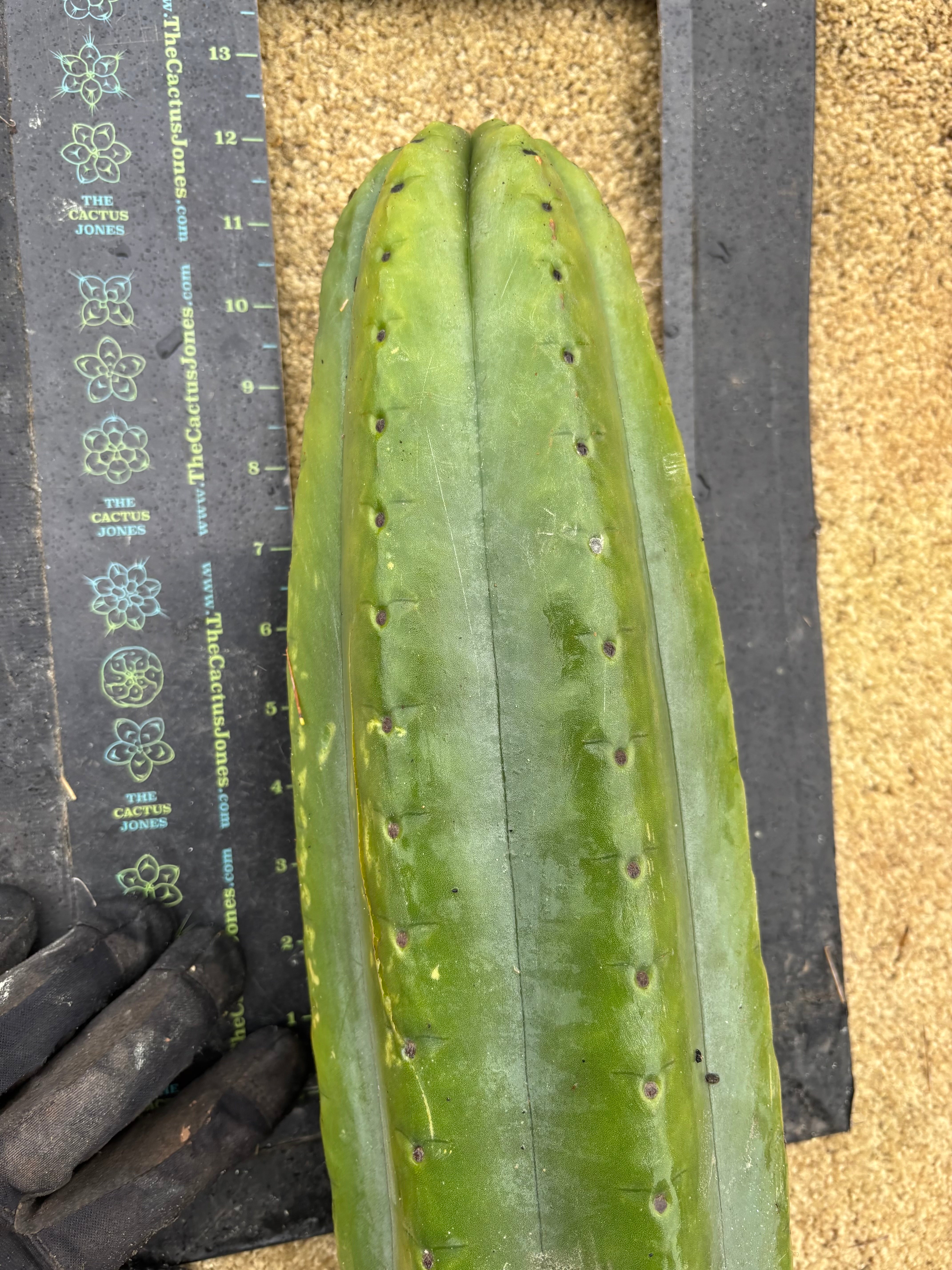 👑💎🌶️ The Fattest Soozy Ever Listed