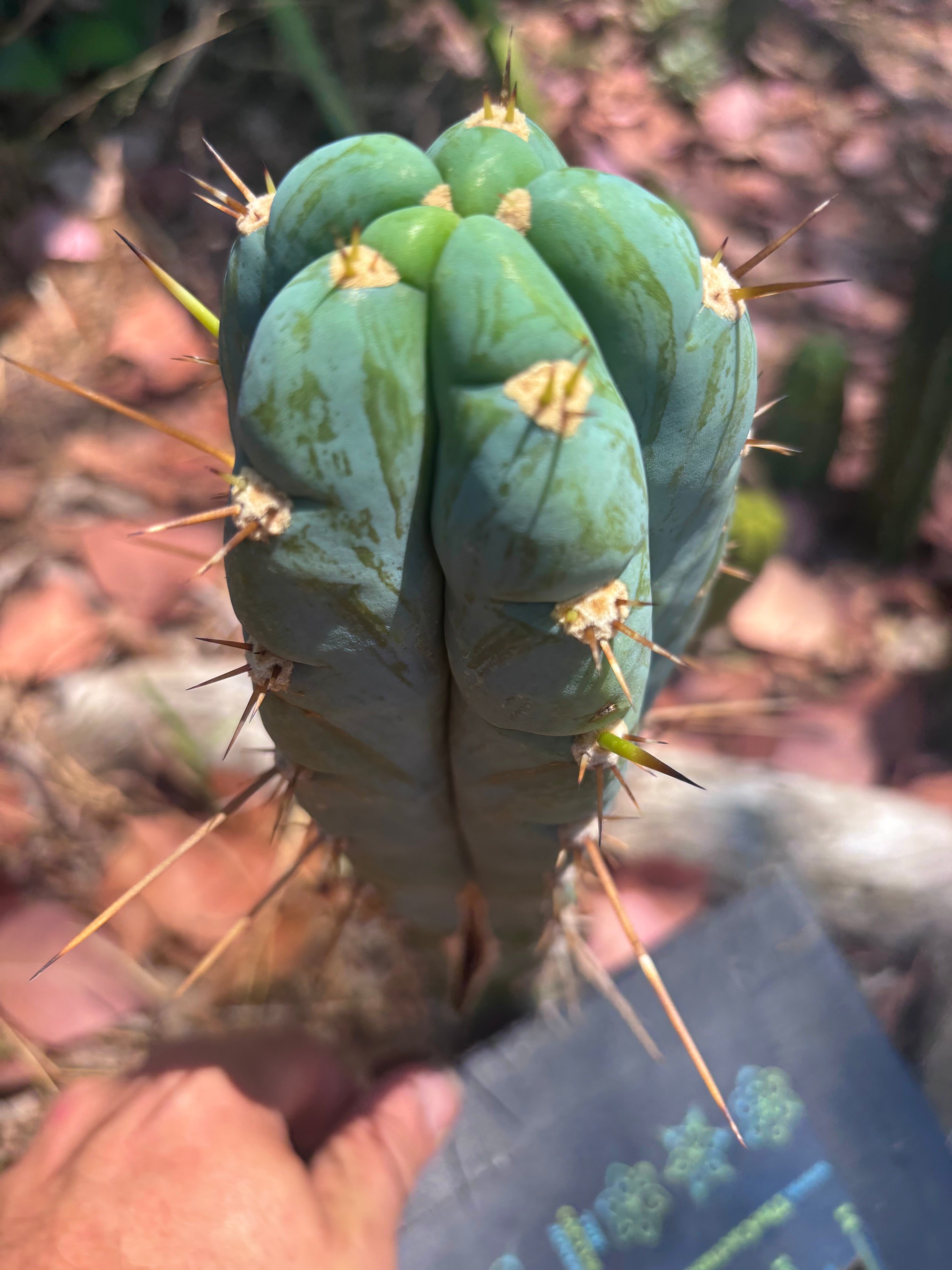 👑 Icaros — Frosty 9” Tip