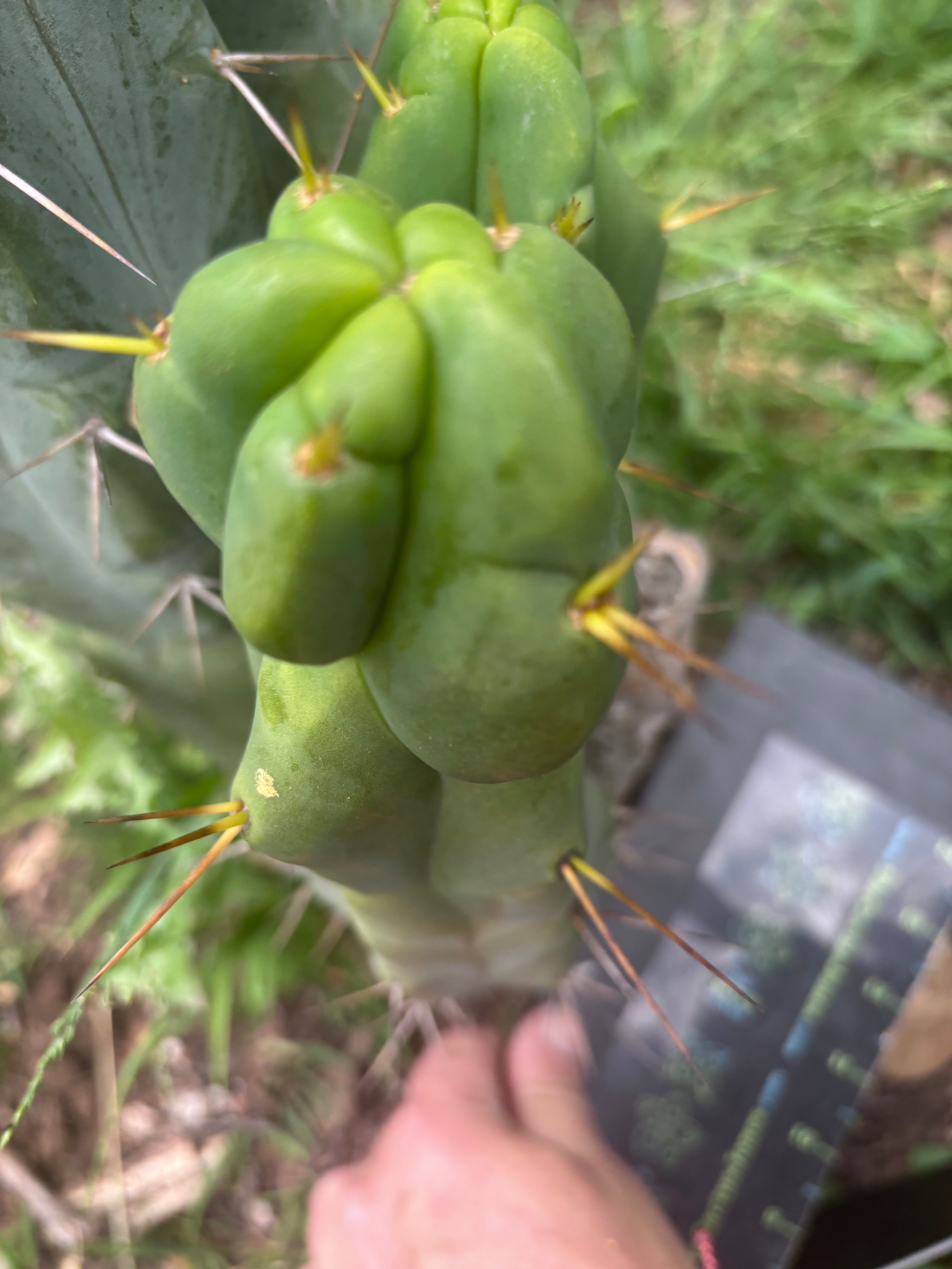 👑💎🌶️ Cindy’s Melted Wax — Big 11” Pup