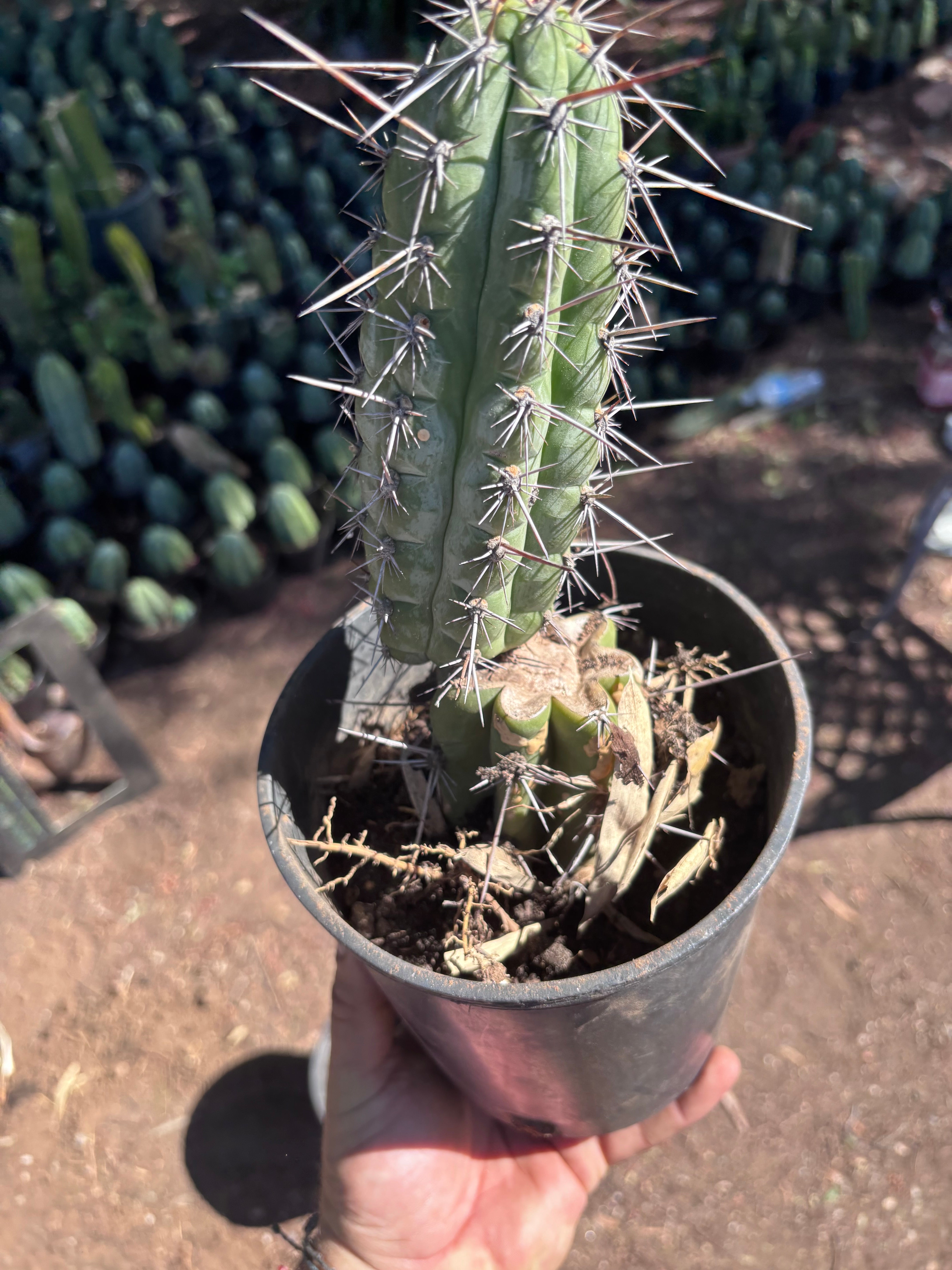 👑 Chala — Rooted 10”