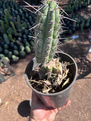 👑 Chala — Rooted 10”