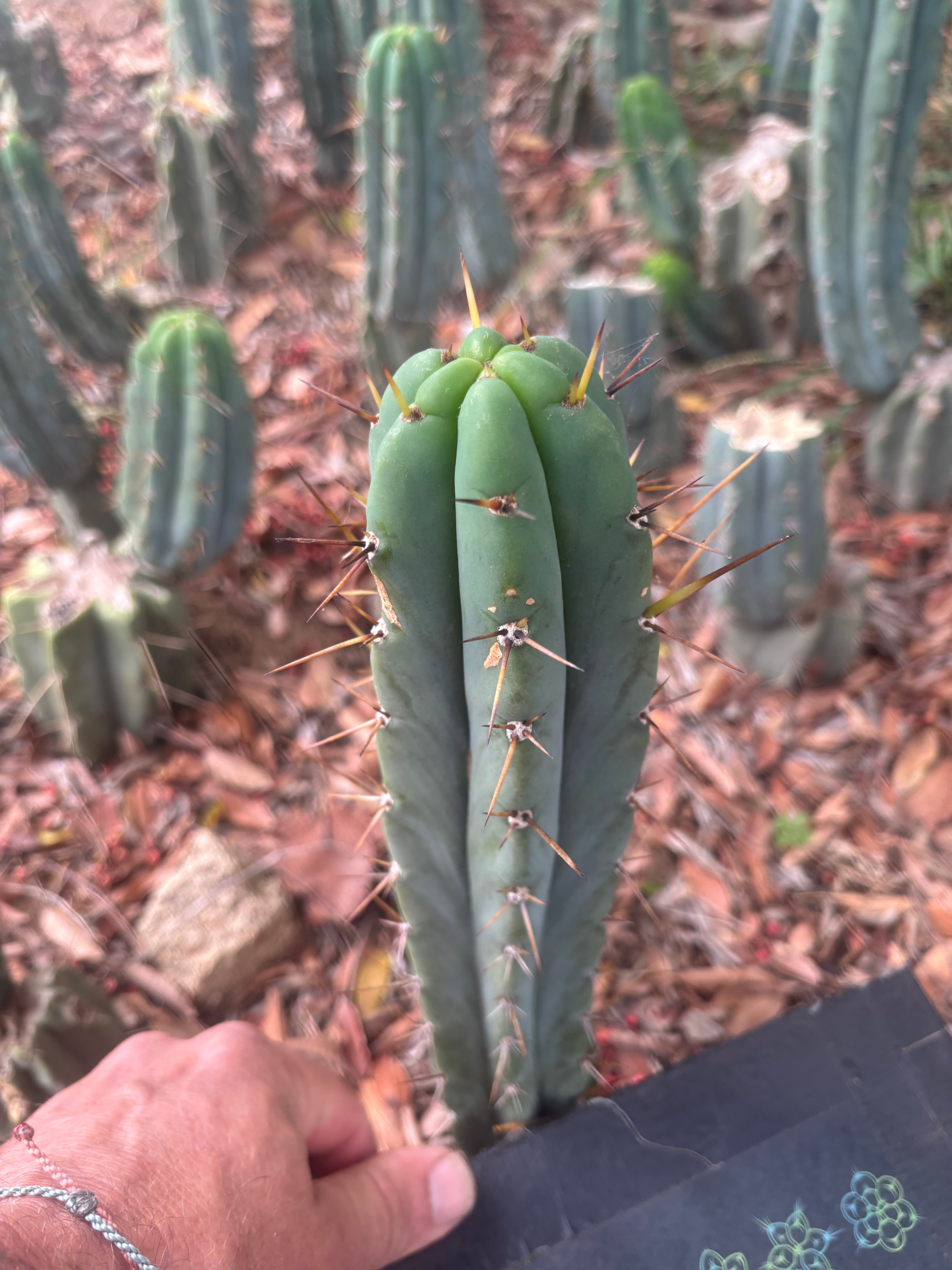 👑🌶️🌶️ Pala — Another 9” Pup