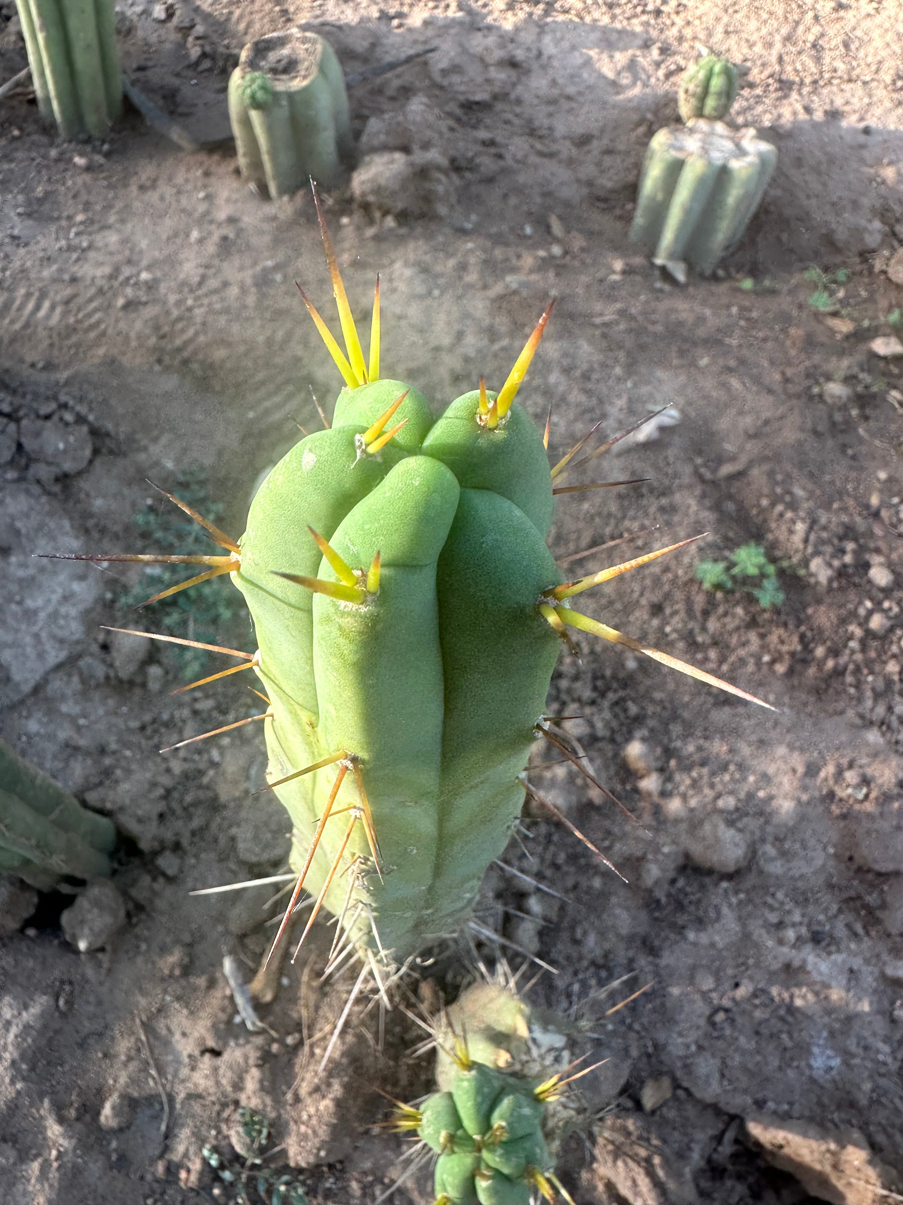 👑🌶️🌶️ Dulzura — 10” Tip