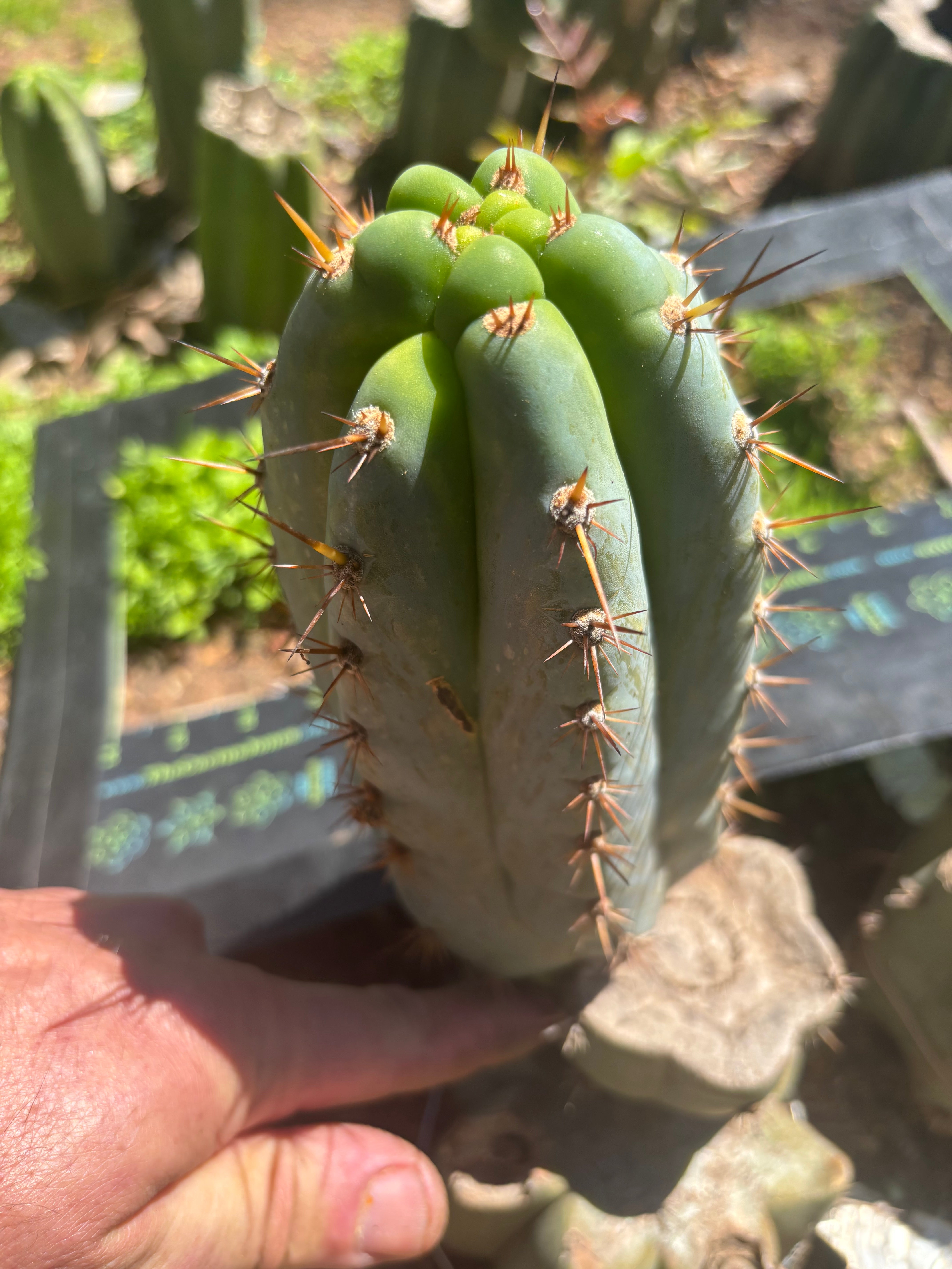 💎👑  Bart! — Chubby 8” Pup