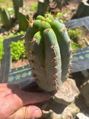 💎👑  Bart! — Chubby 8” Pup