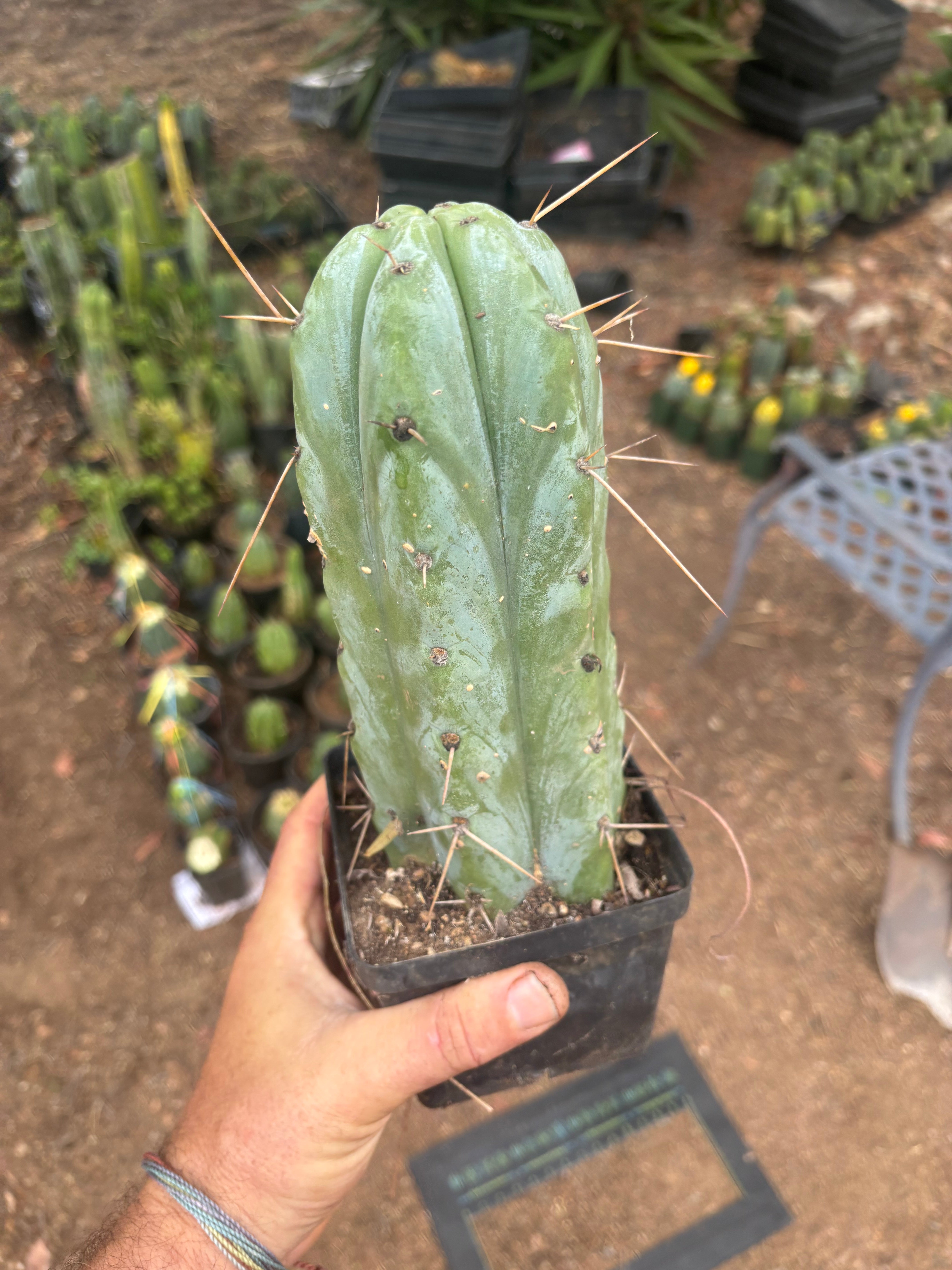 👑🌶️ Psycho0’  — Fat 9” Rooted Tip
