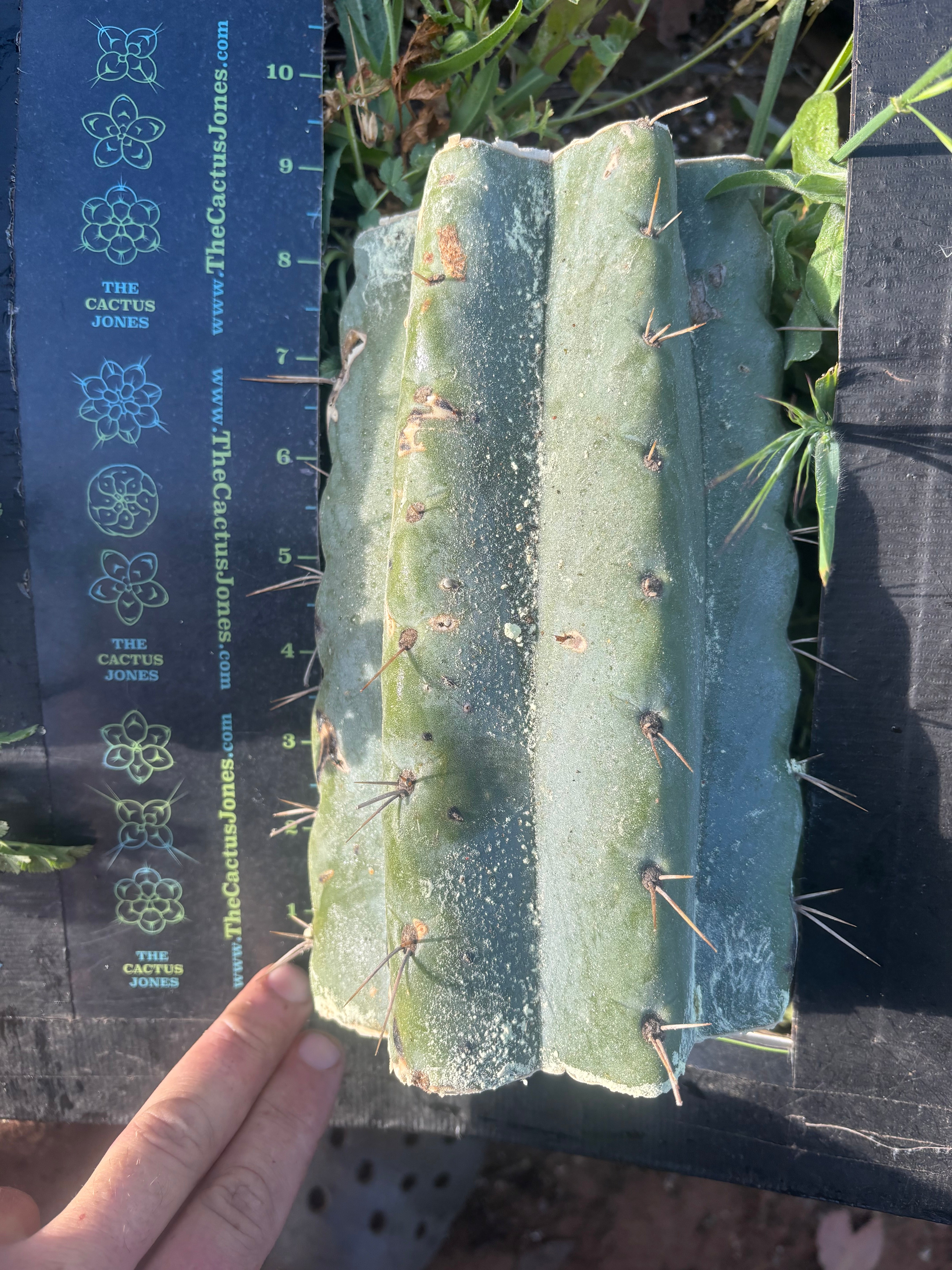 💎🌶️🌶️ NOM —  BEEFY 9” Mid