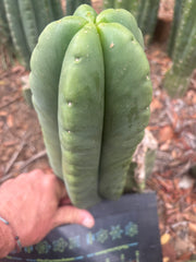 💎👑🌶️ Ferah — FAT 10” Pup
