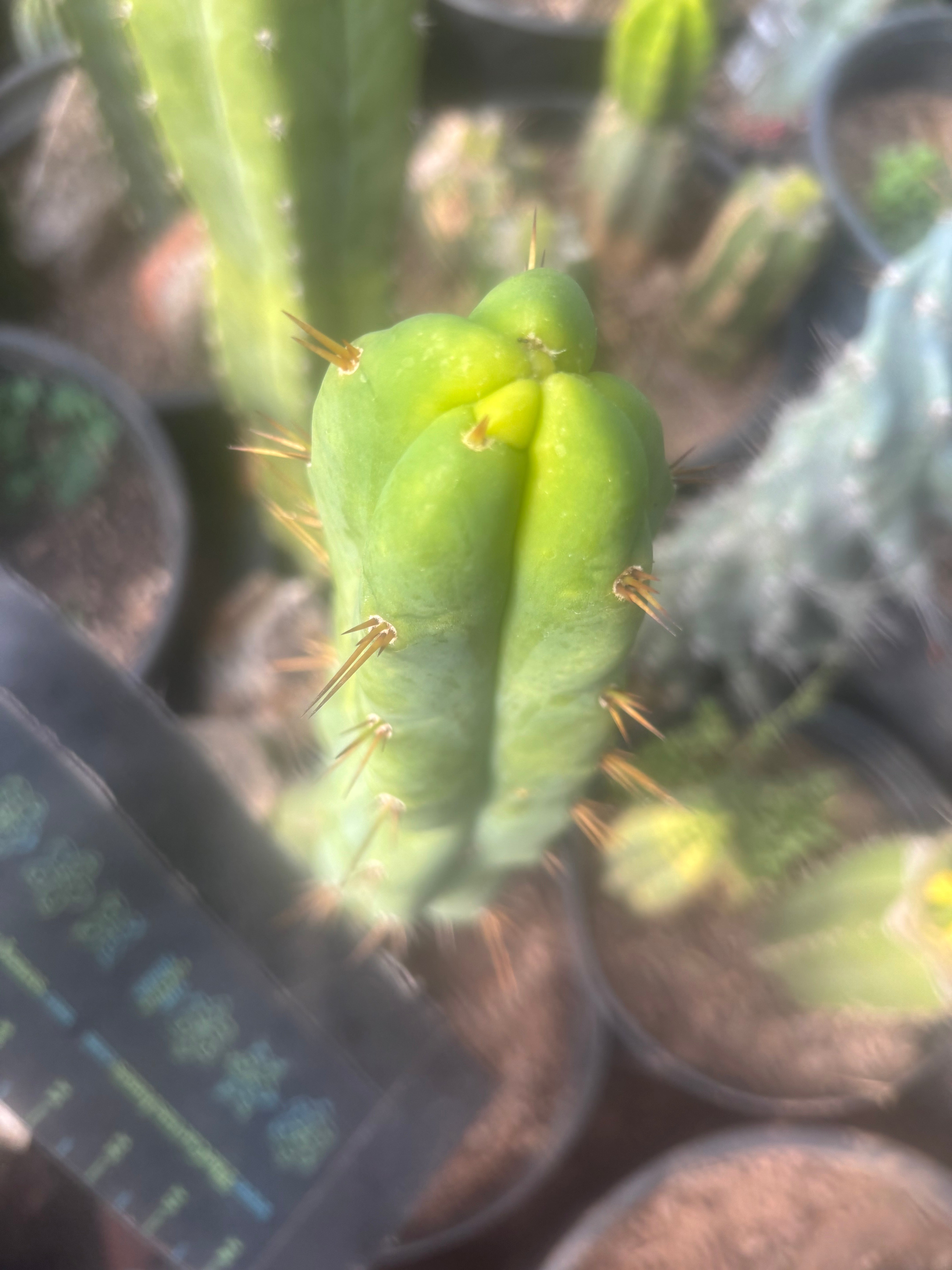 💎👑🌶️ Bruce — 9” Tip