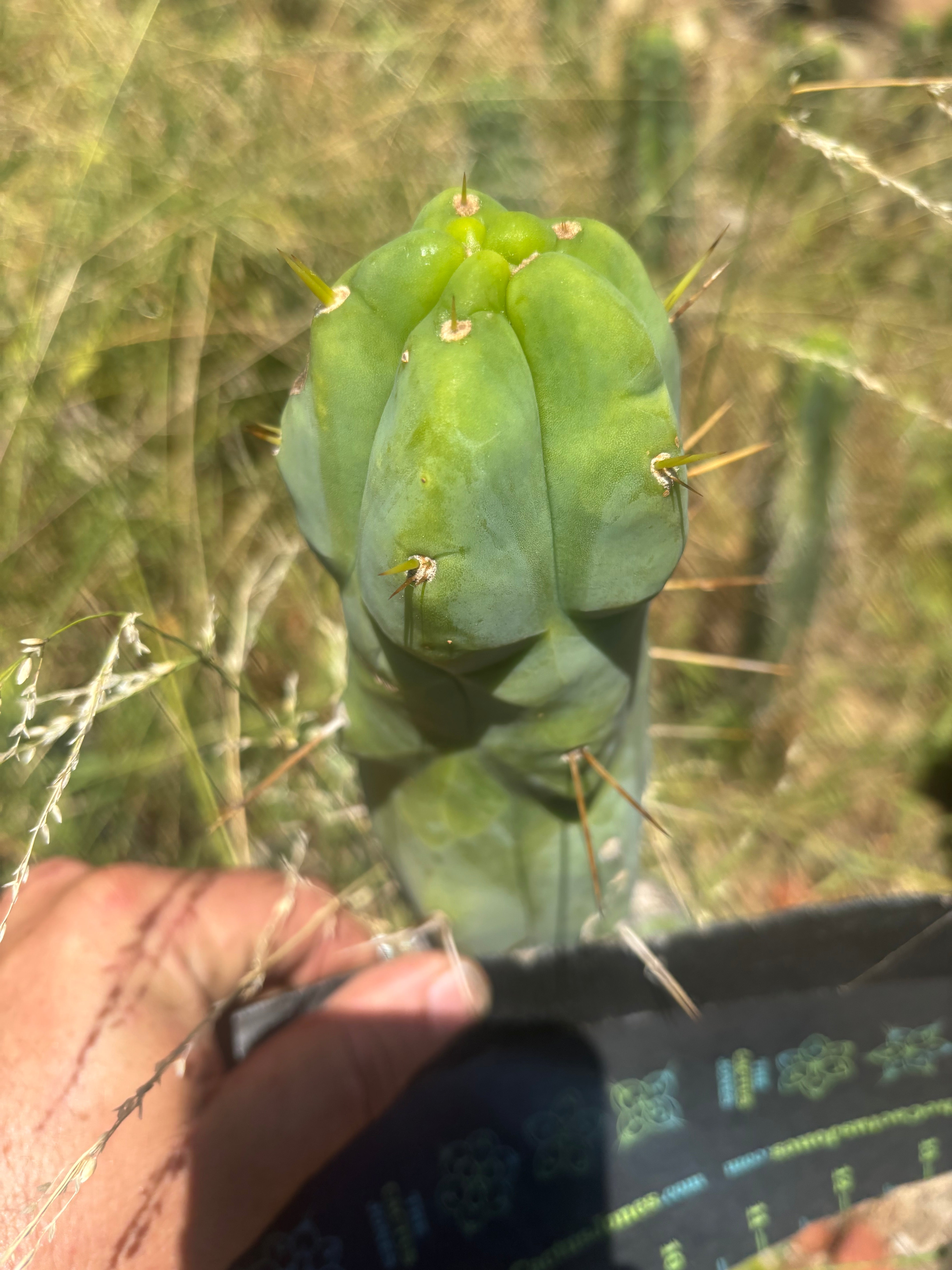 💎👑🌶️ Monster De Cota Cota — Chonky Tip