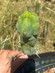💎👑🌶️ Monster De Cota Cota — Chonky Tip