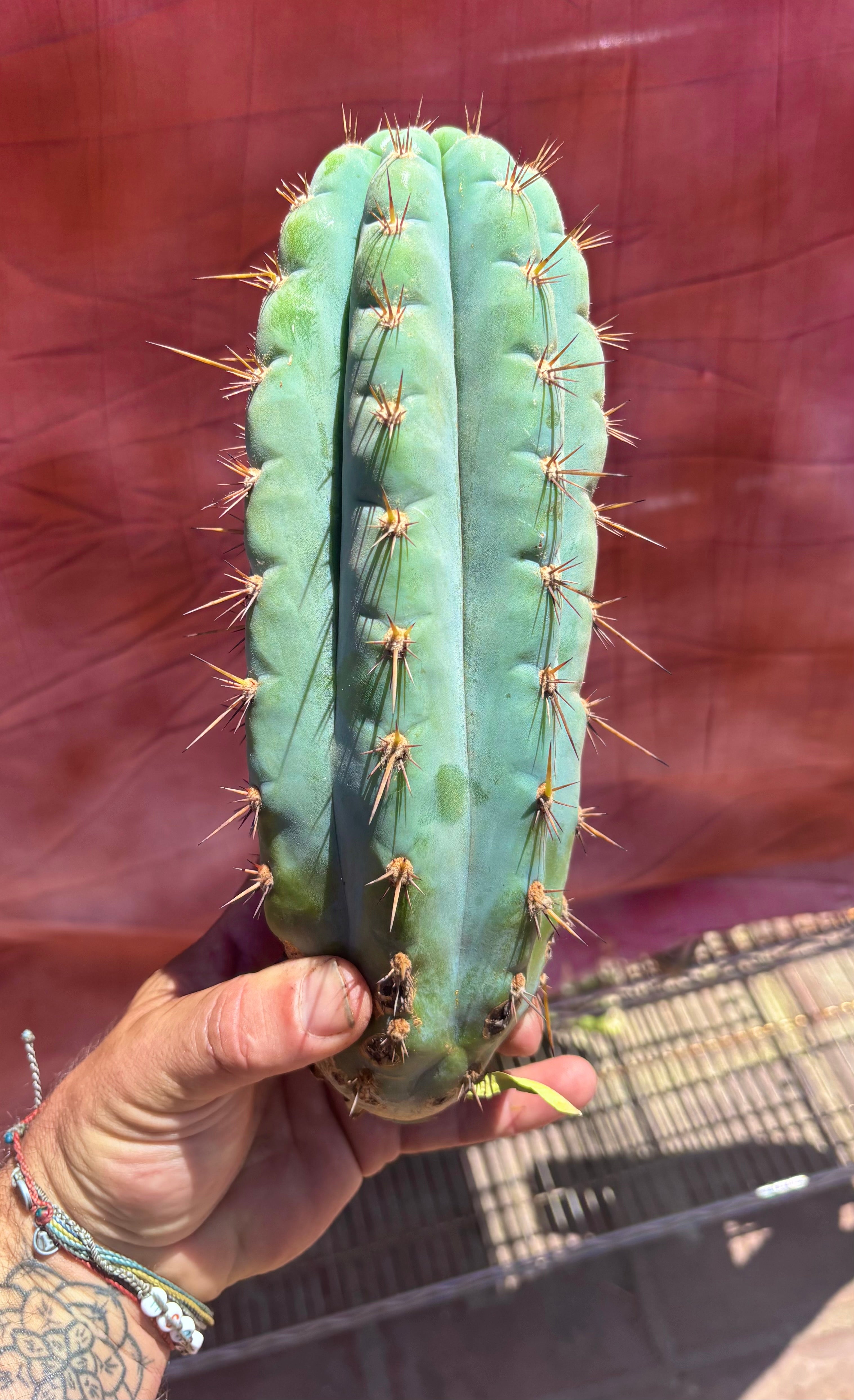 💎👑💎 Papa Smurf — Chonky 11” Pup