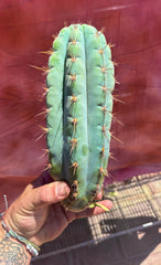 💎👑💎 Papa Smurf — Chonky 11” Pup
