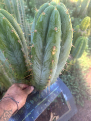 💎👑🌶️ Kimnach — Beefy 13” Pup