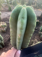 💎👑💎  Ferah! — Chunky 7” Tip