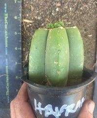 💎👑💎 Havran — Pup Graft on Rooted Pierre