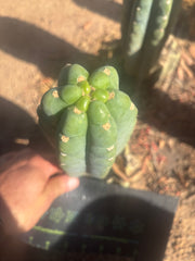 👑🌶️  Ichoca — Flawless 8” Pup