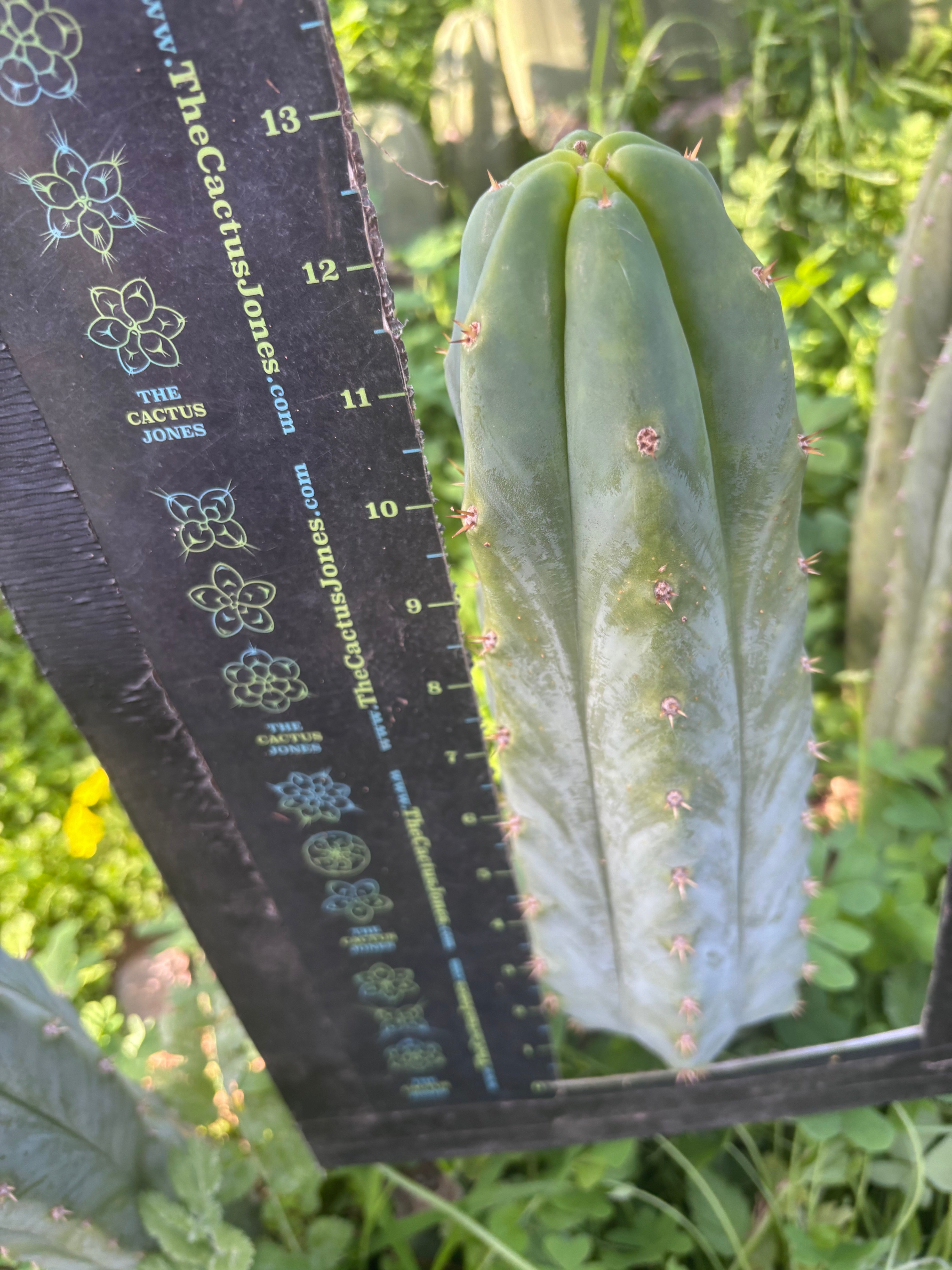 🌶️🌶️ NoidTwo — XL 13” Pup