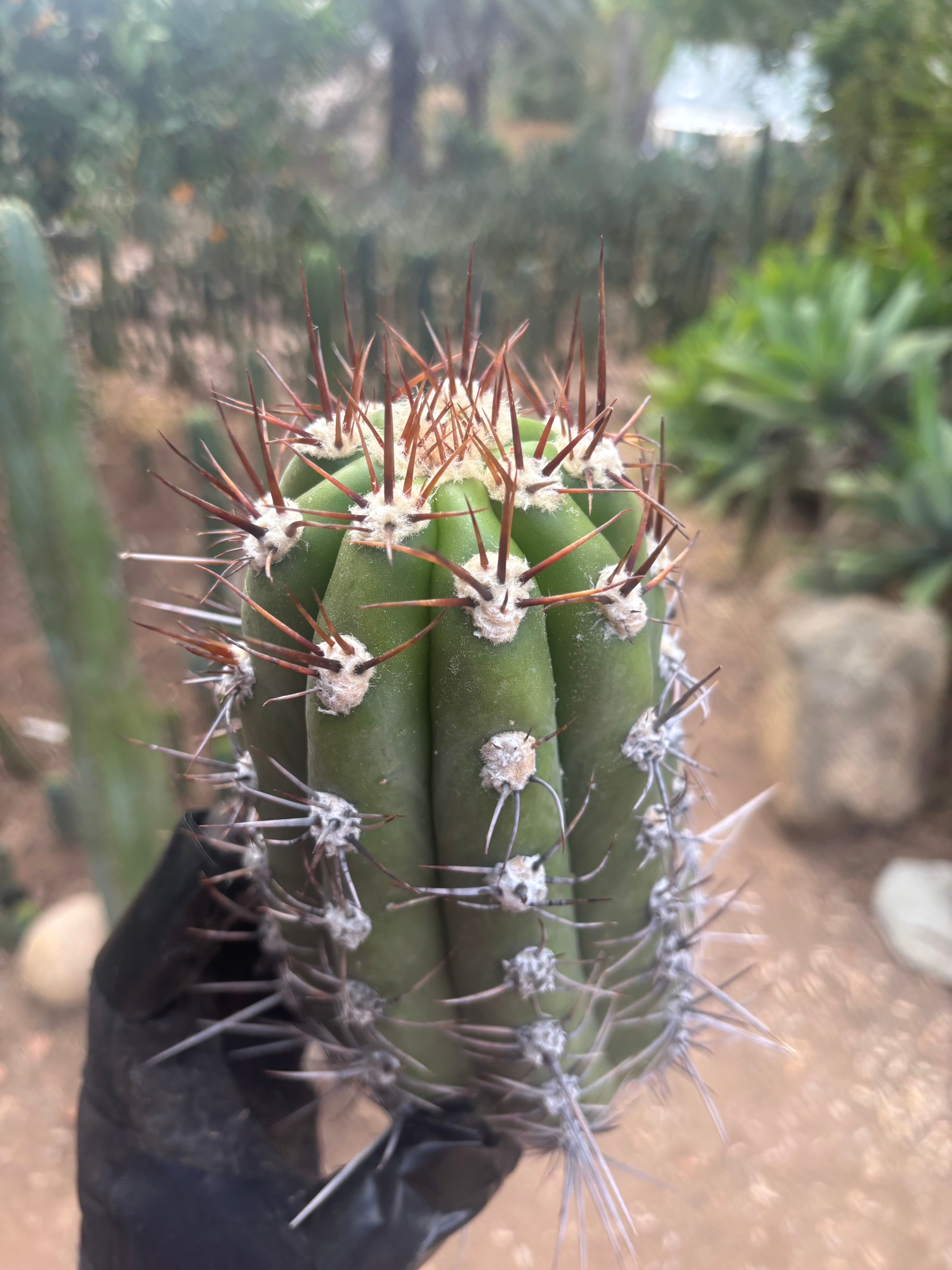 💎⚔️ Taquimbalensis — FAT 10” Pup