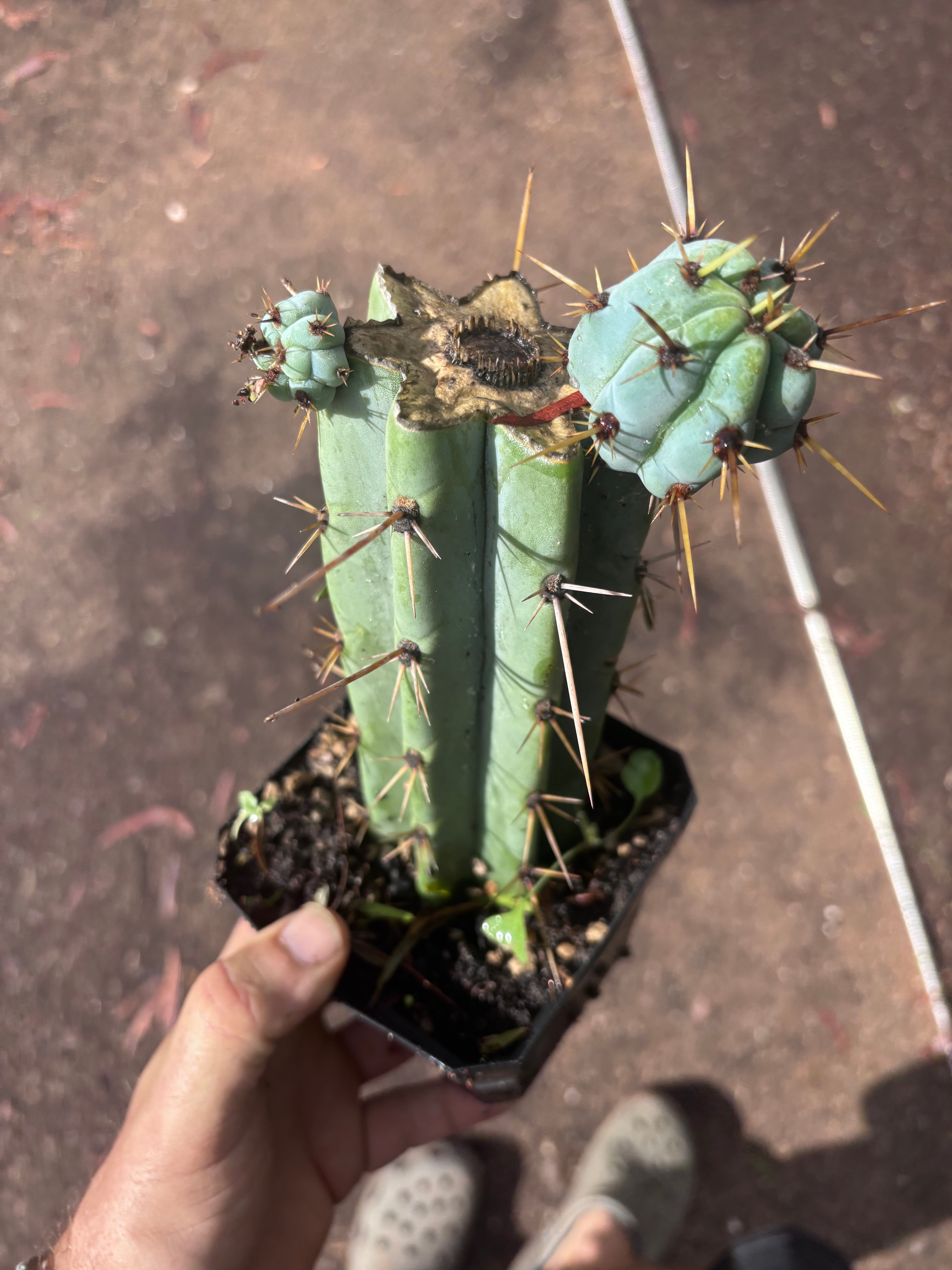 🌶️ Psycho0’ x OTB — Rooted Mid with Pups