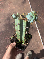 🌶️ Psycho0’ x OTB — Rooted Mid with Pups