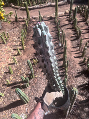 💎 Stenocereus Beneckei — XL 21” Fully Rooted