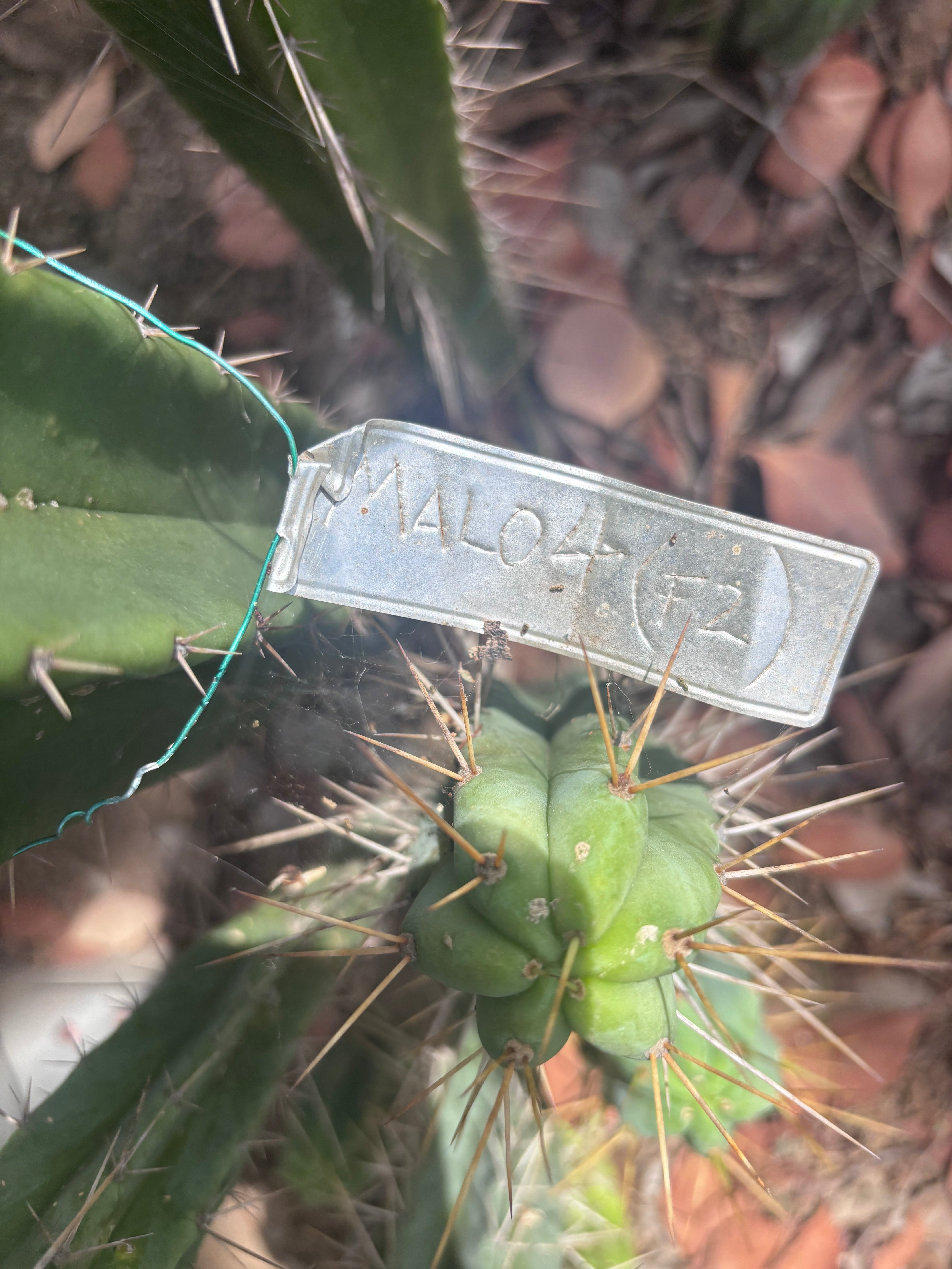 👑🌶️ Malo4 (F2)  — XL 14” Tip