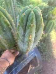 💎👑🌶️ Kimnach — Beefy 13” Pup