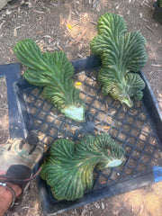 💎👑 TPMC — Large Crests (3)