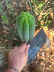 👑🌶️🌶️ KR04 — 10” Tip