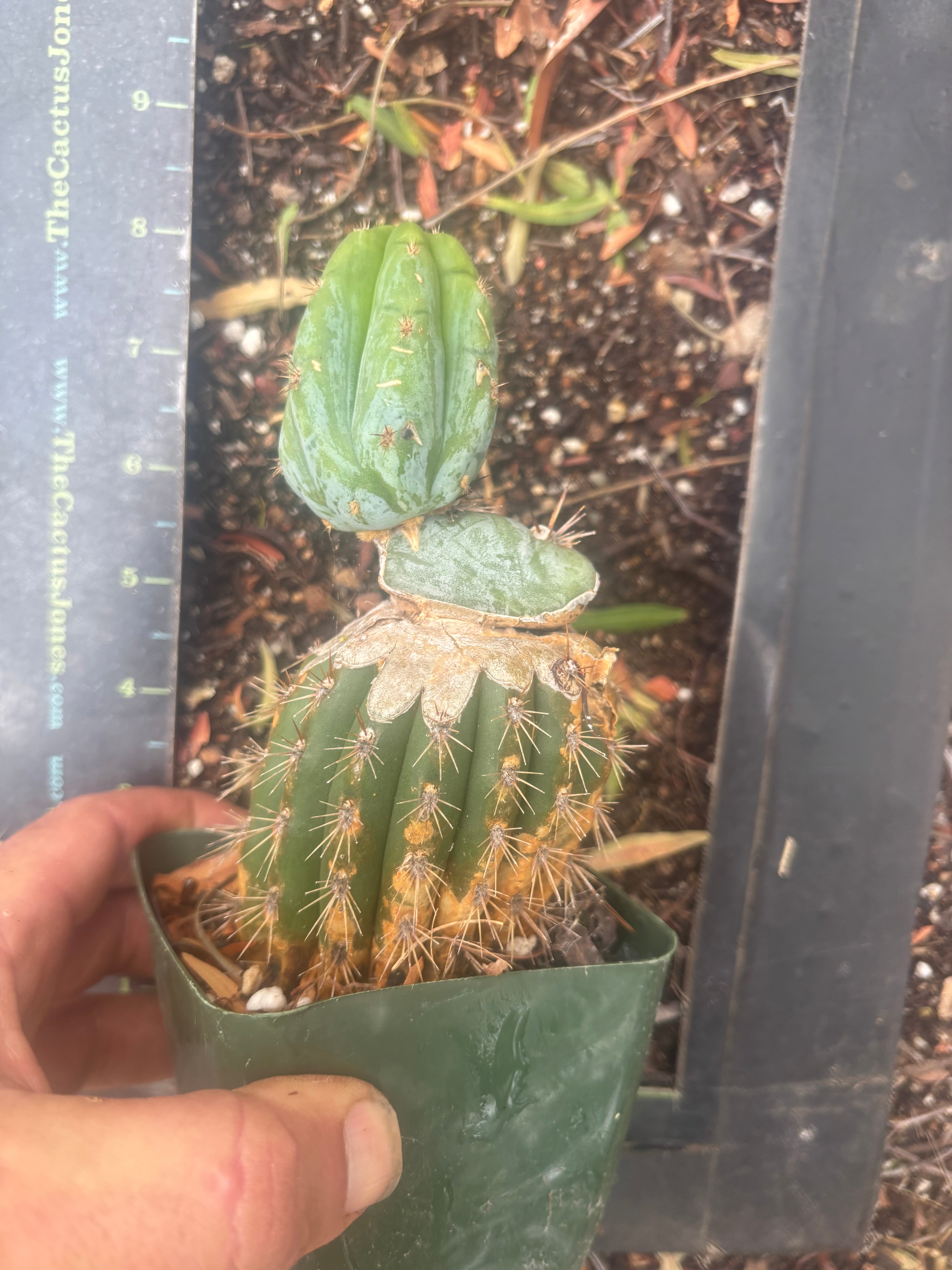 💎👑💎  NUBS — Established Slab Graft w/ Pup, Rooted