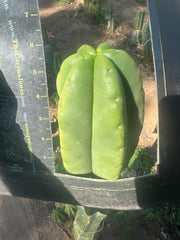 💎👑💎  Ferah! — Another THICK Tip