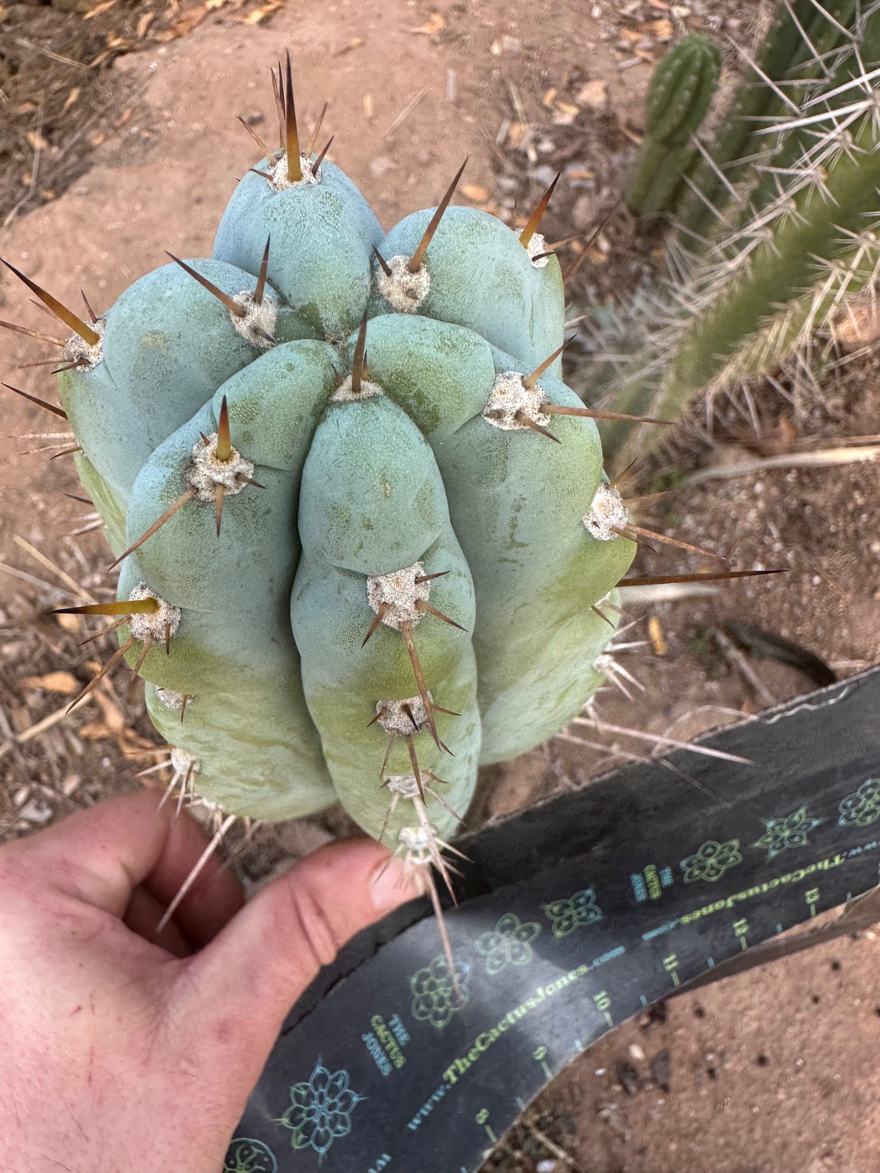 💎👑🌶️💎  Hyperspace Pixie — Thick 9” Tip