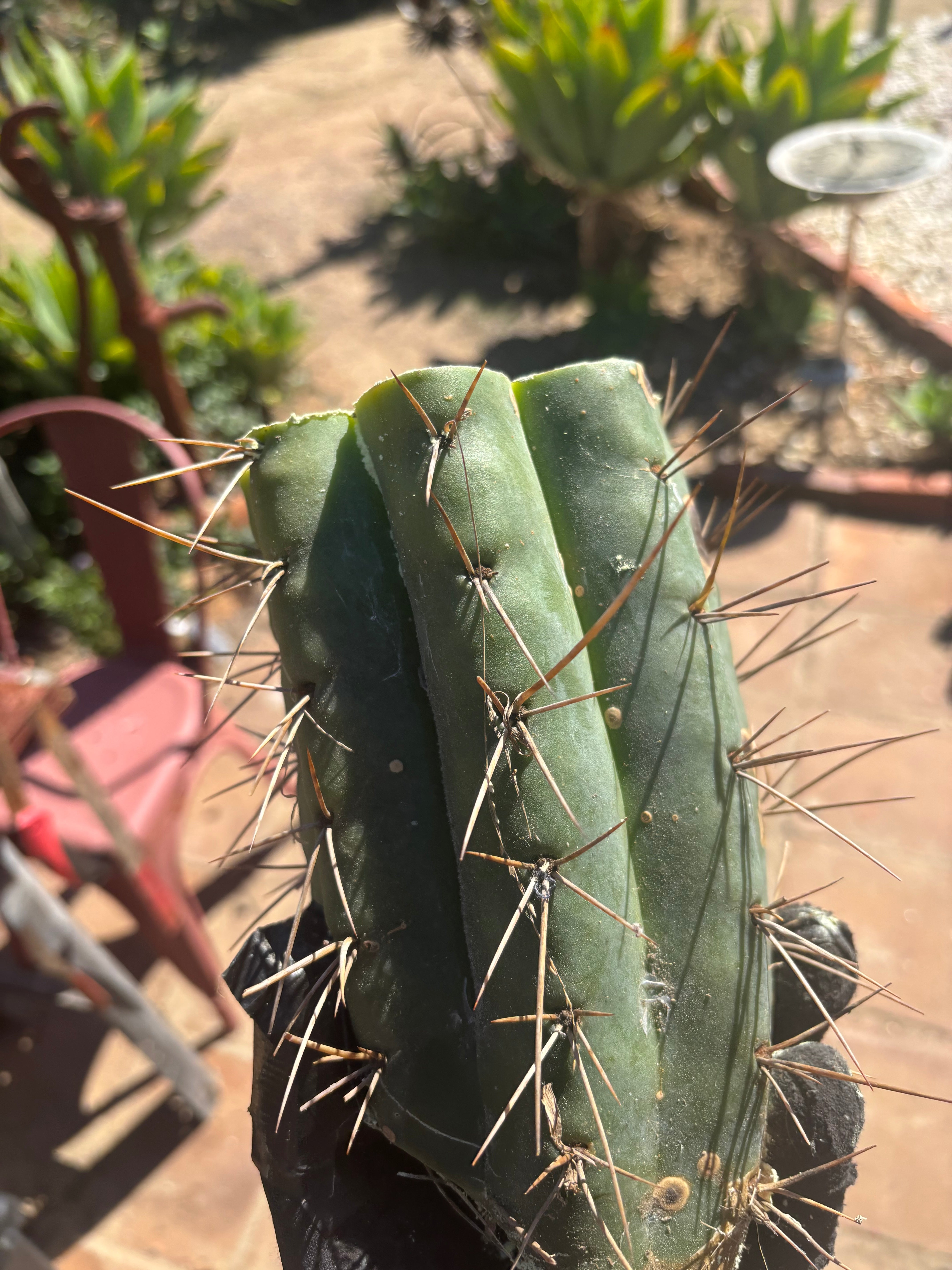 🌶️🌶️⚠️ E.R. — 9” Mega Mid