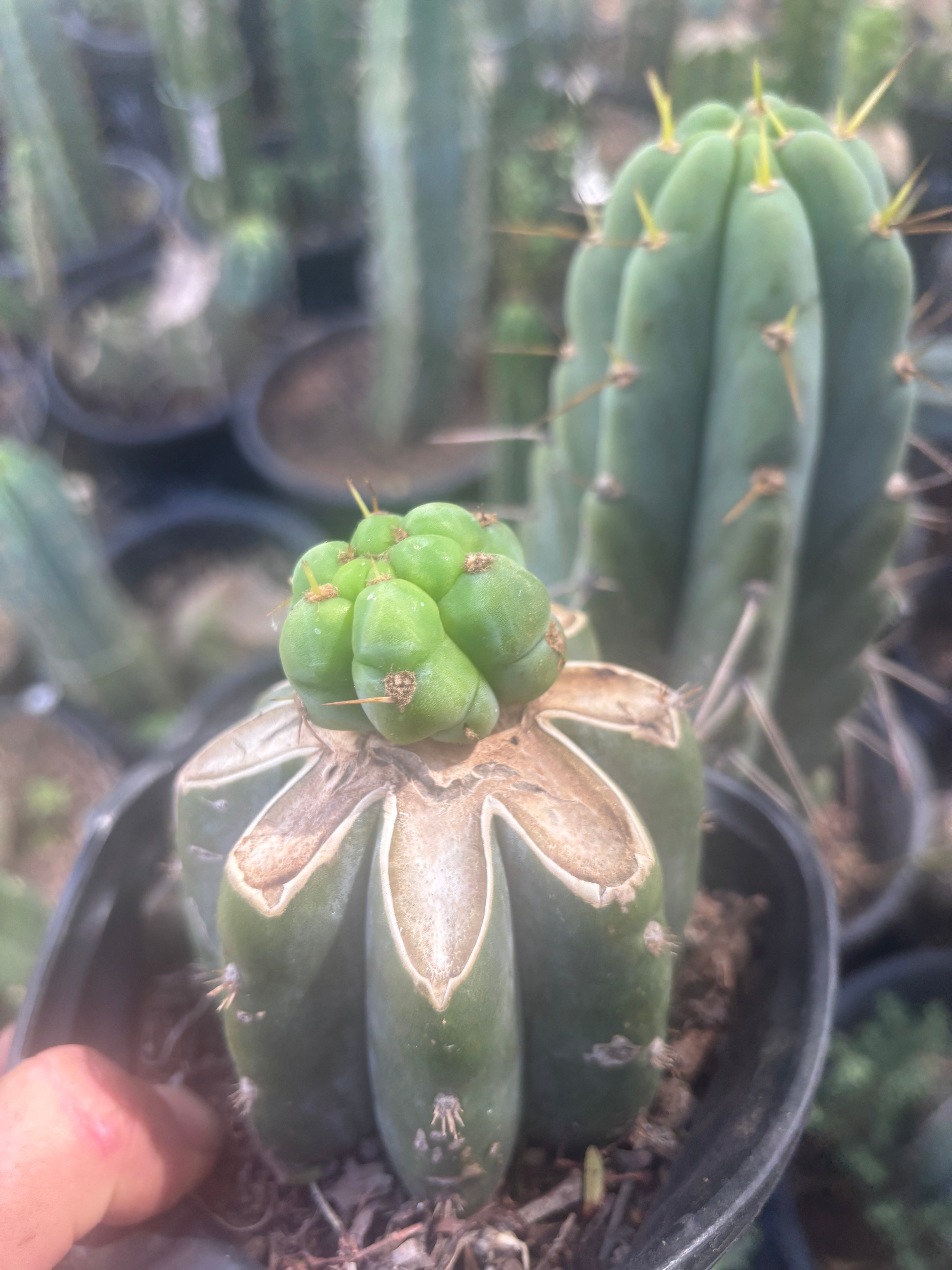 💎🌶️🌶️ NOM — Pup Graft On Rooted Shine01