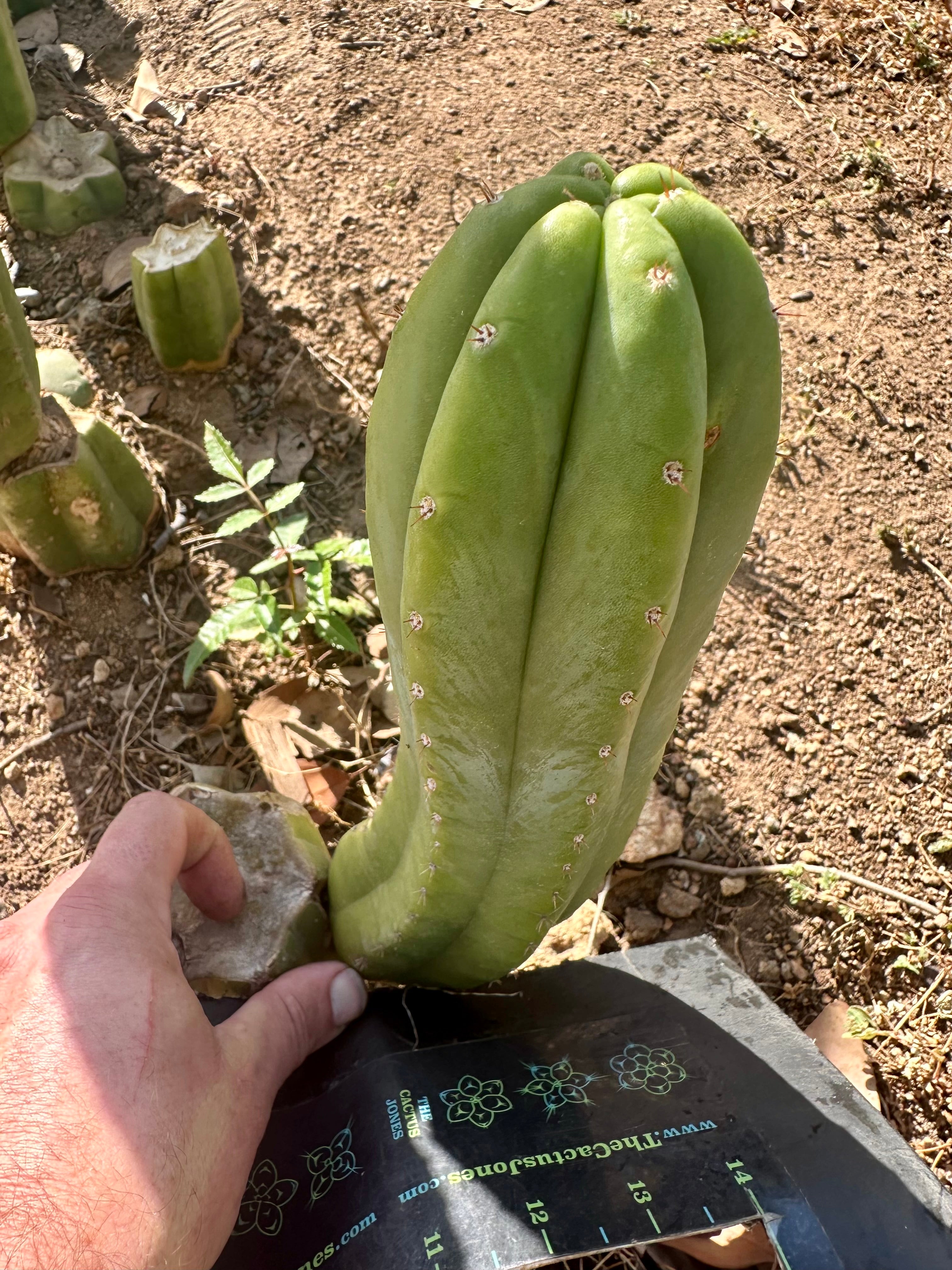 👑🌶️🌶️ Another Drop, Another Ogun — 10” Tip
