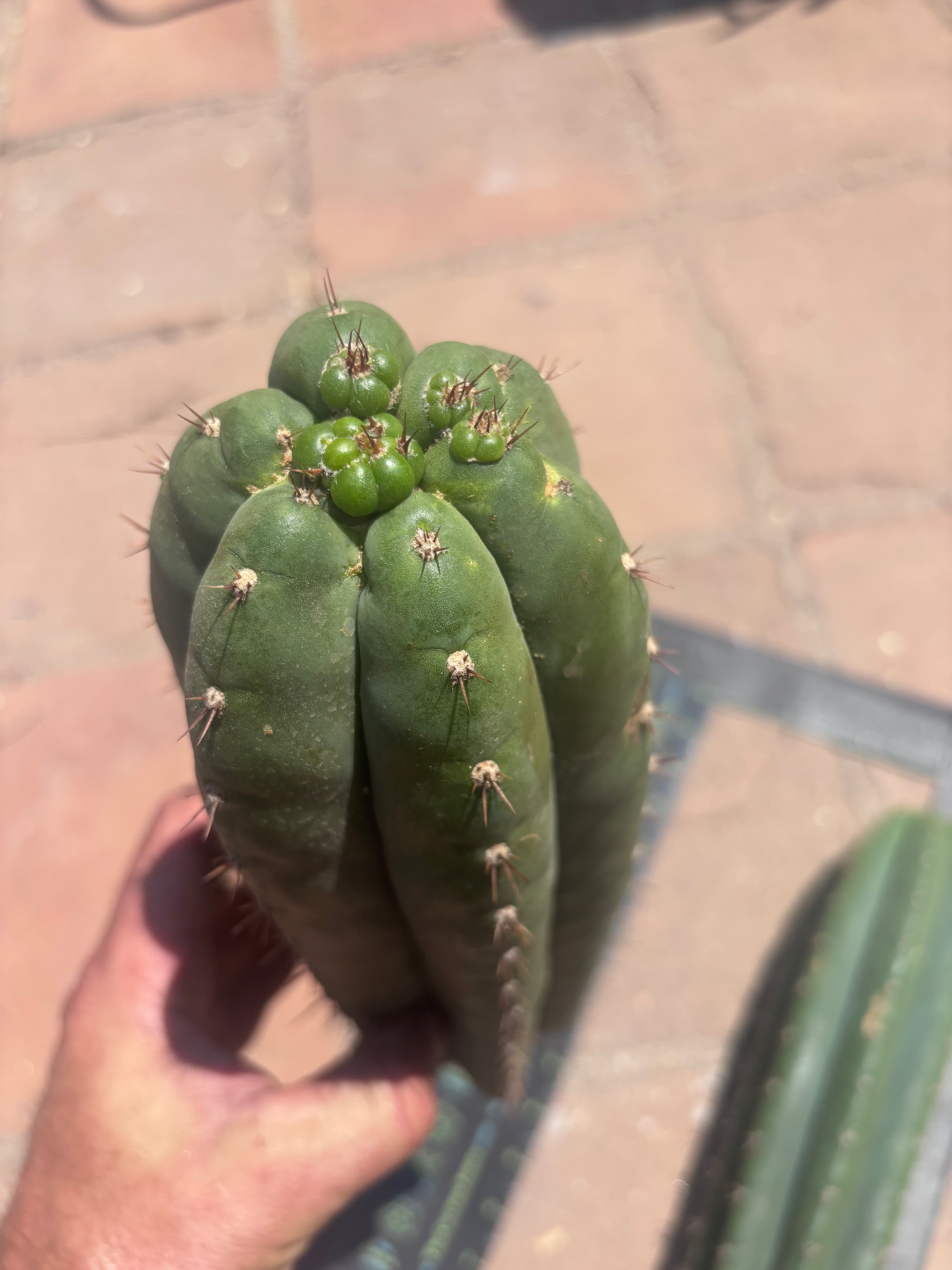 👑 LER — Lot of Two Tips — 13” and 10”