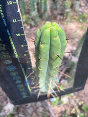 👑🌶️🌶️  Jiimz Twin Again — 11” Pup