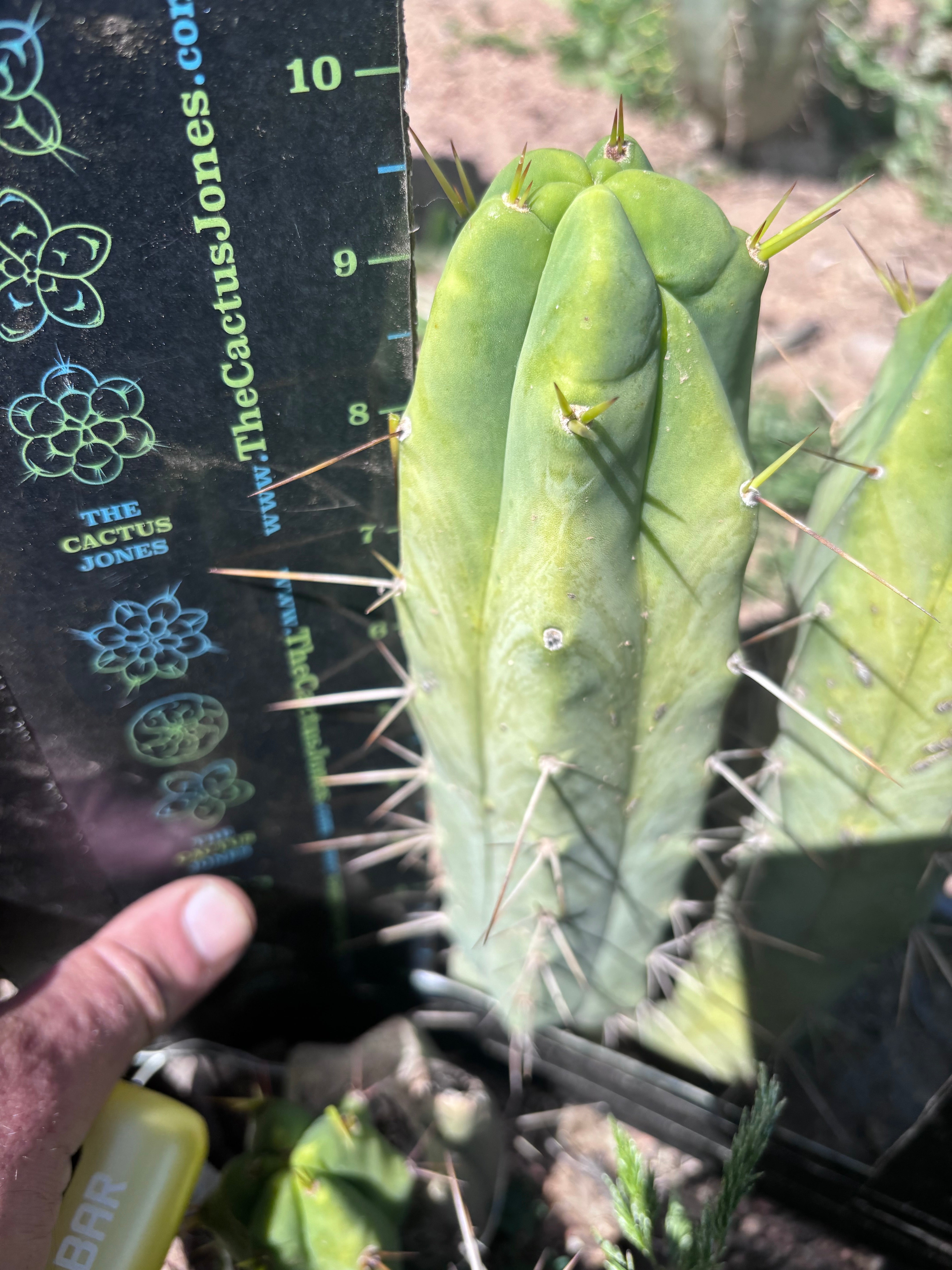 👑💎🌶️ Foolsbreath — 10” Pup