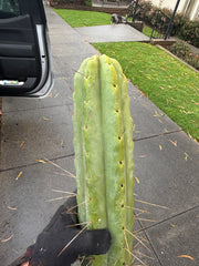 👑💎🌶️🌶️ Eileen — Max Girth 12” Tips (Restocked)